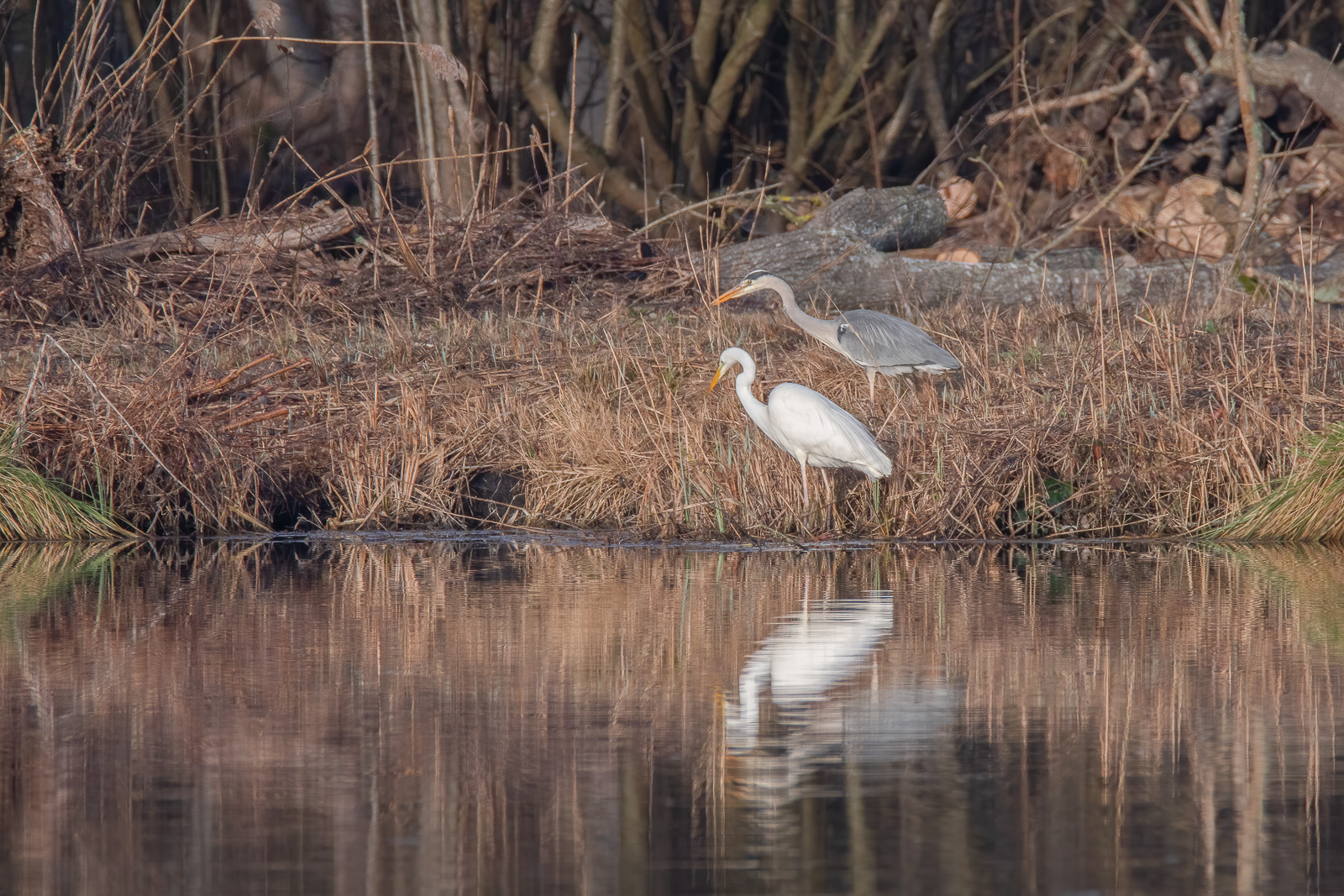 DSC_1447-Modifier.jpg