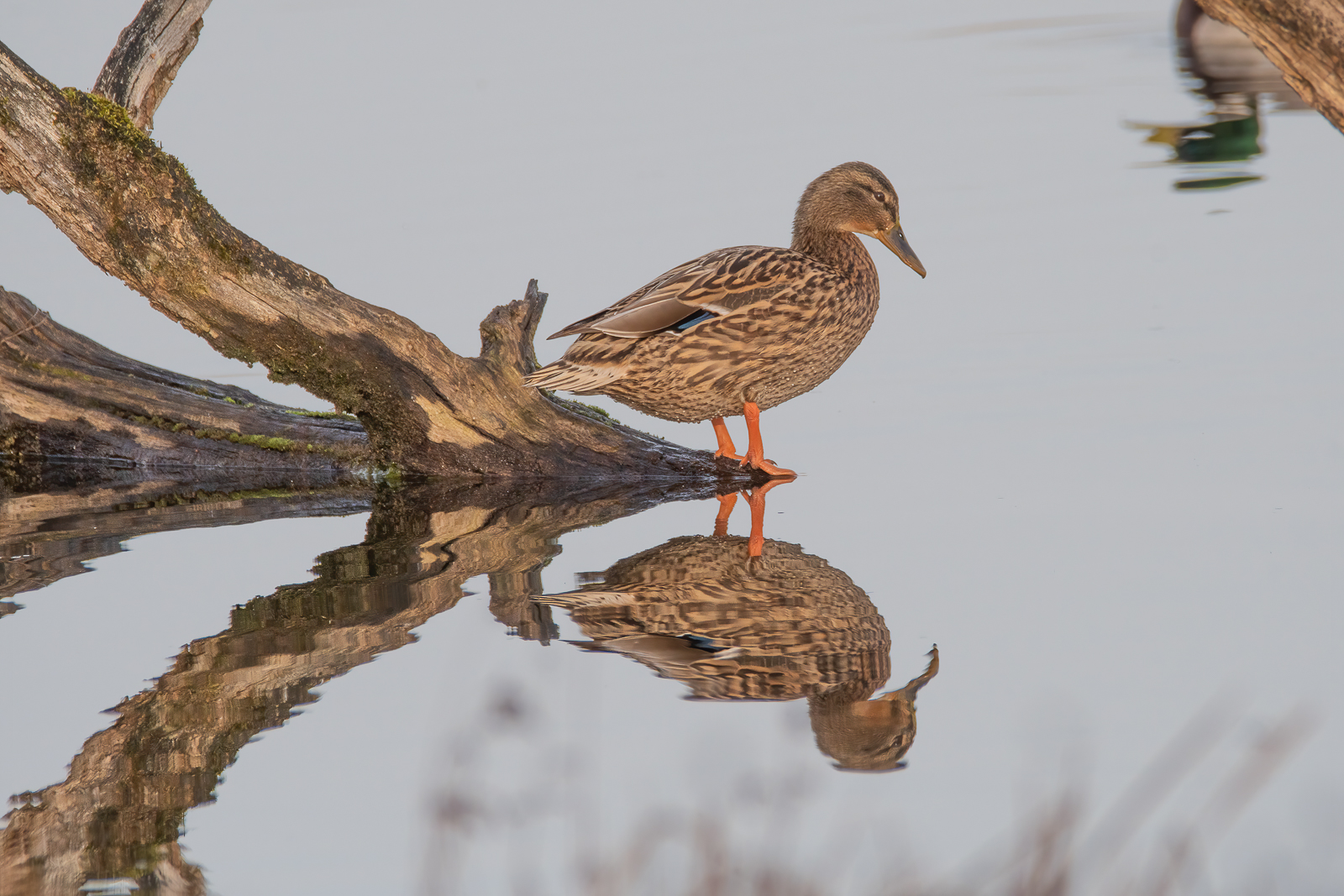 DSC_1488-Modifier.jpg