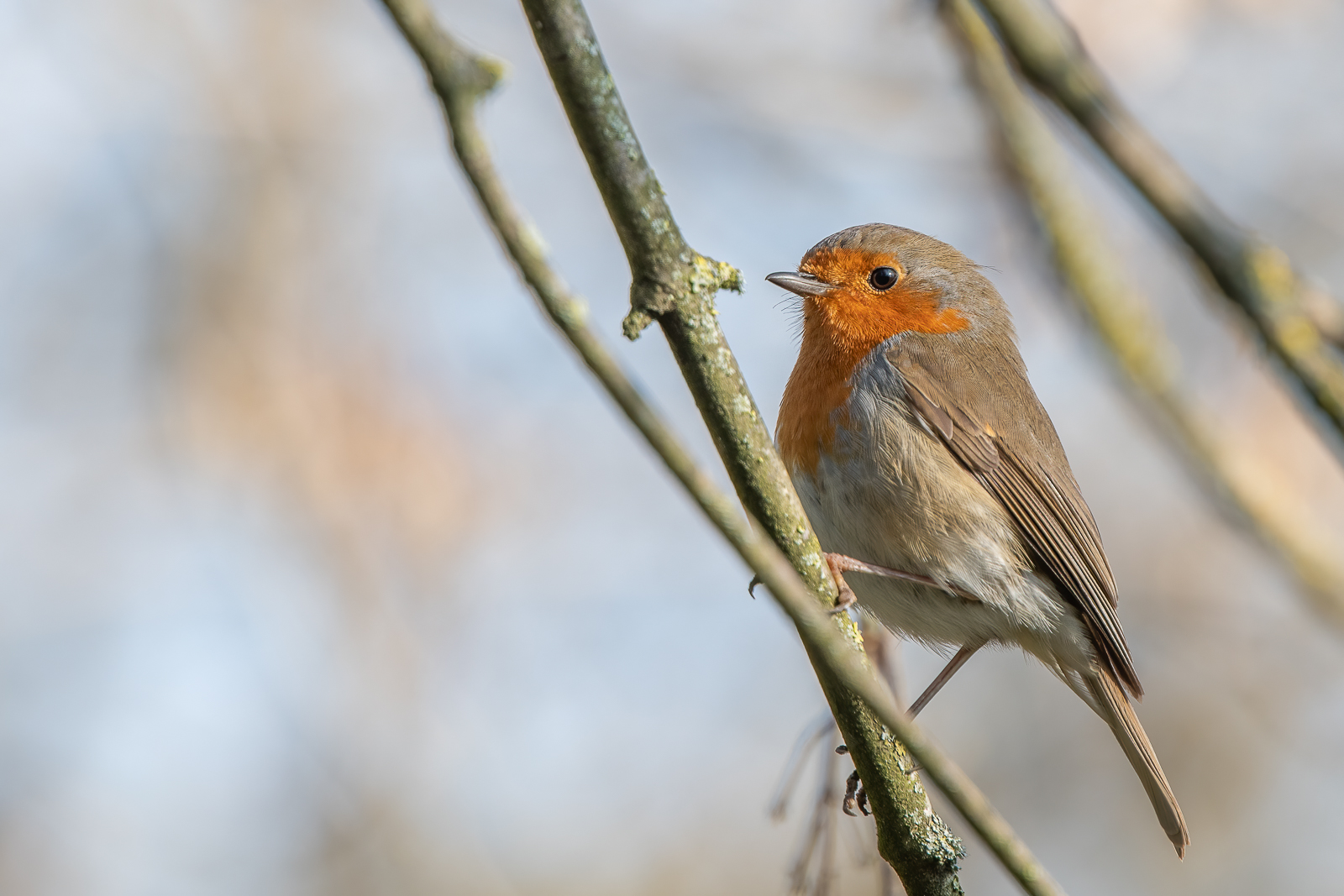 DSC_2135-Modifier.jpg