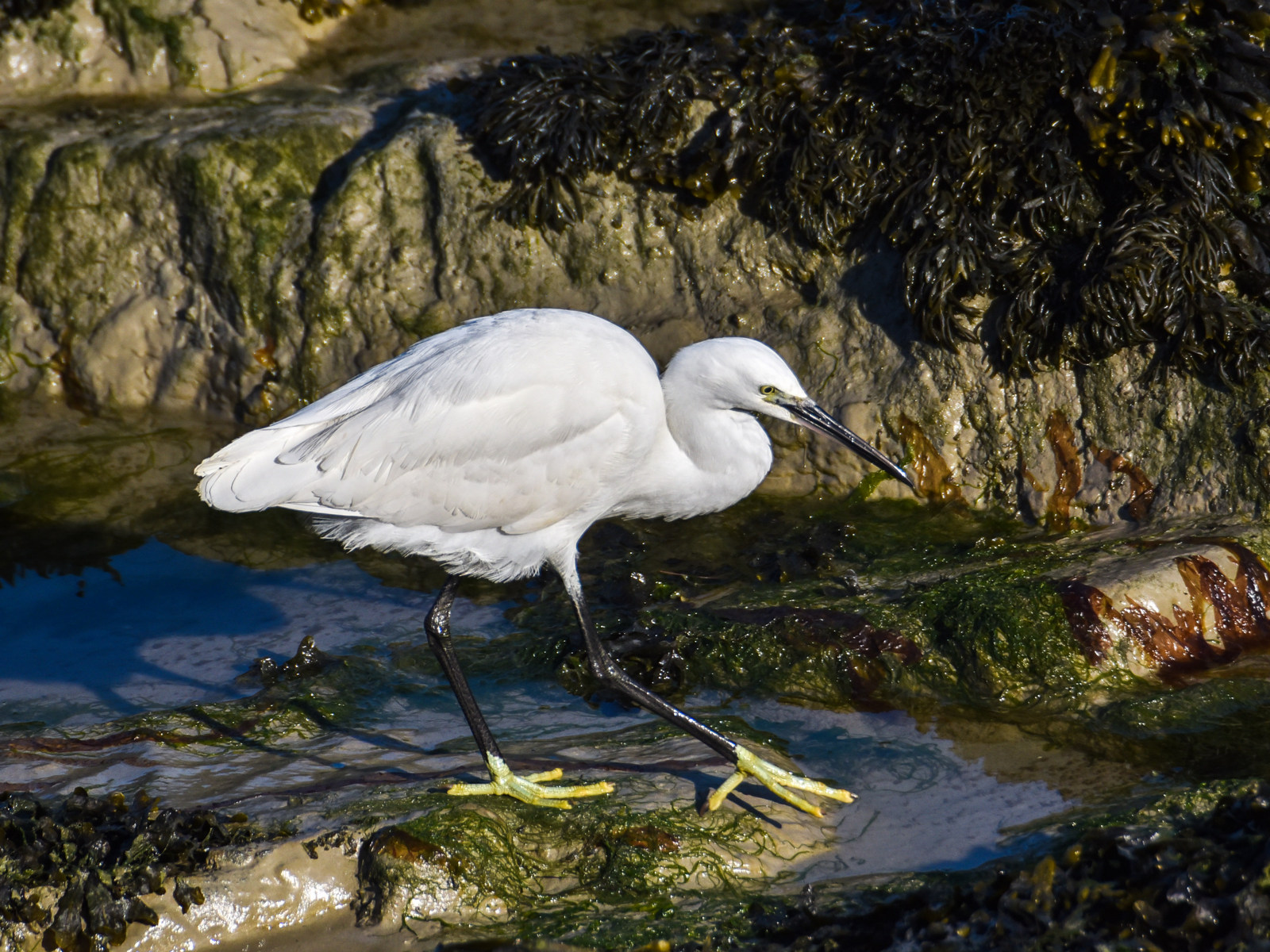 Aigrette 1600px.jpg