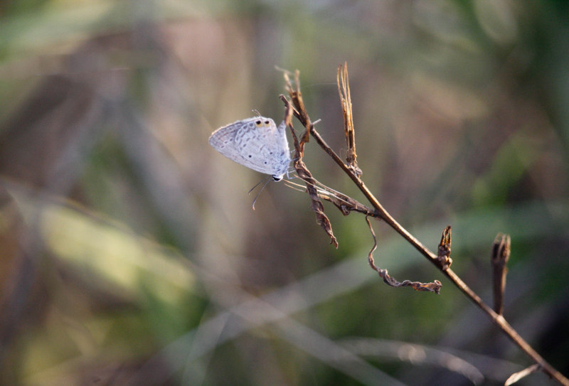 _MG_2132.jpg
