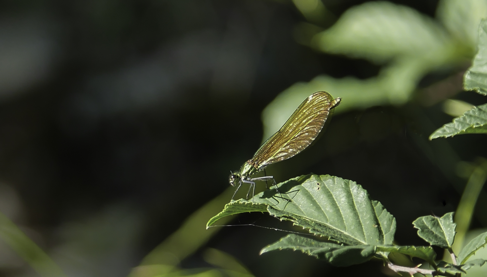 P1000262-Modifier.jpg