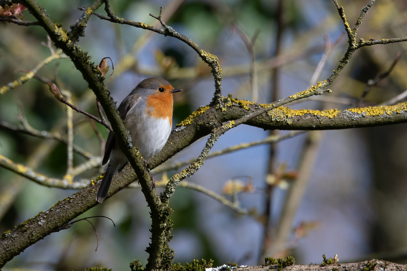 DSC_3520-Modifier.jpg