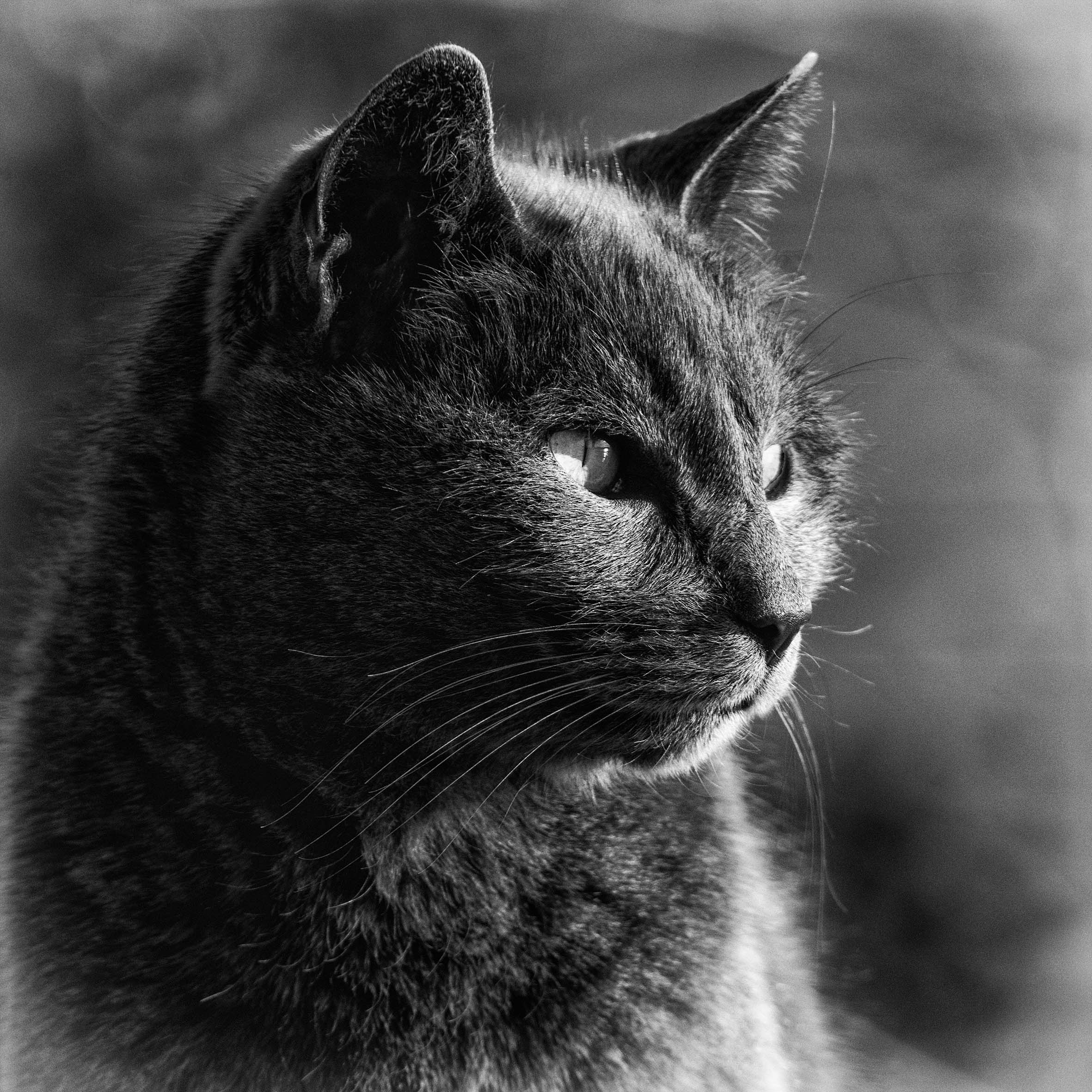 Chat_camargue_1.jpg
