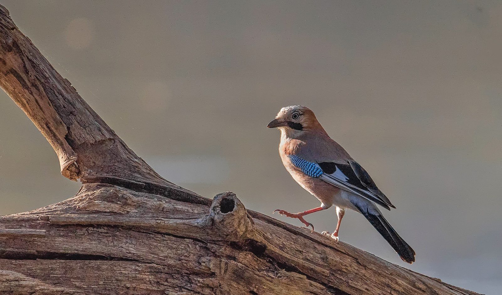 _DSC6051-Modifier-Modifier_01.jpg