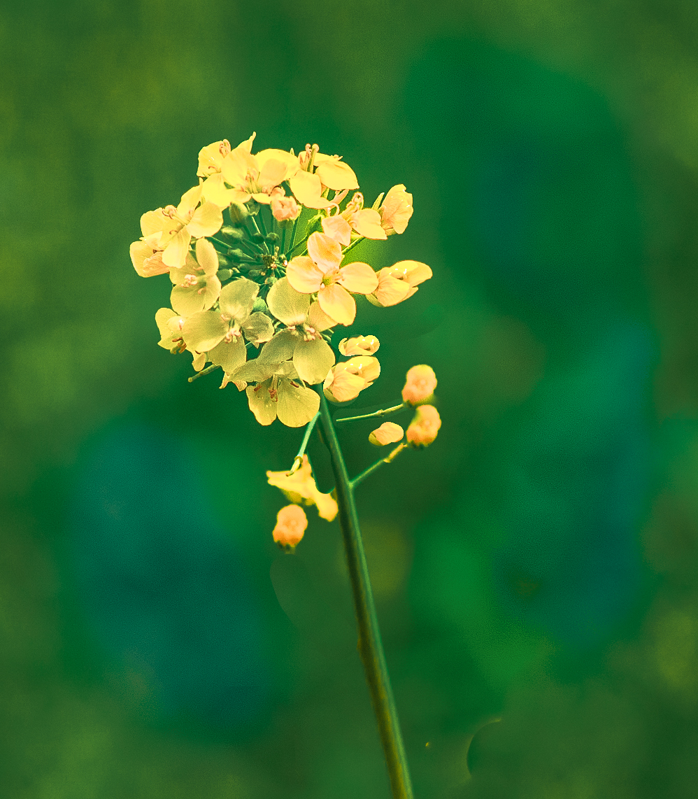 fleur.jpg