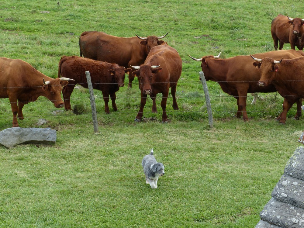 572 chapelle de vassiviere (2).JPG