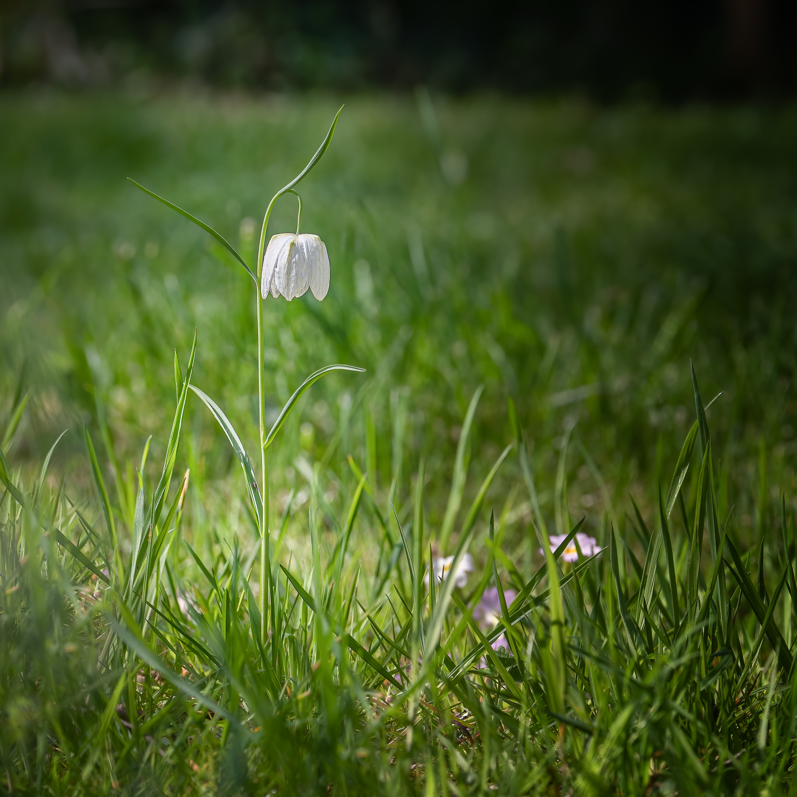 DSC_3915-Modifier-Modifier.jpg