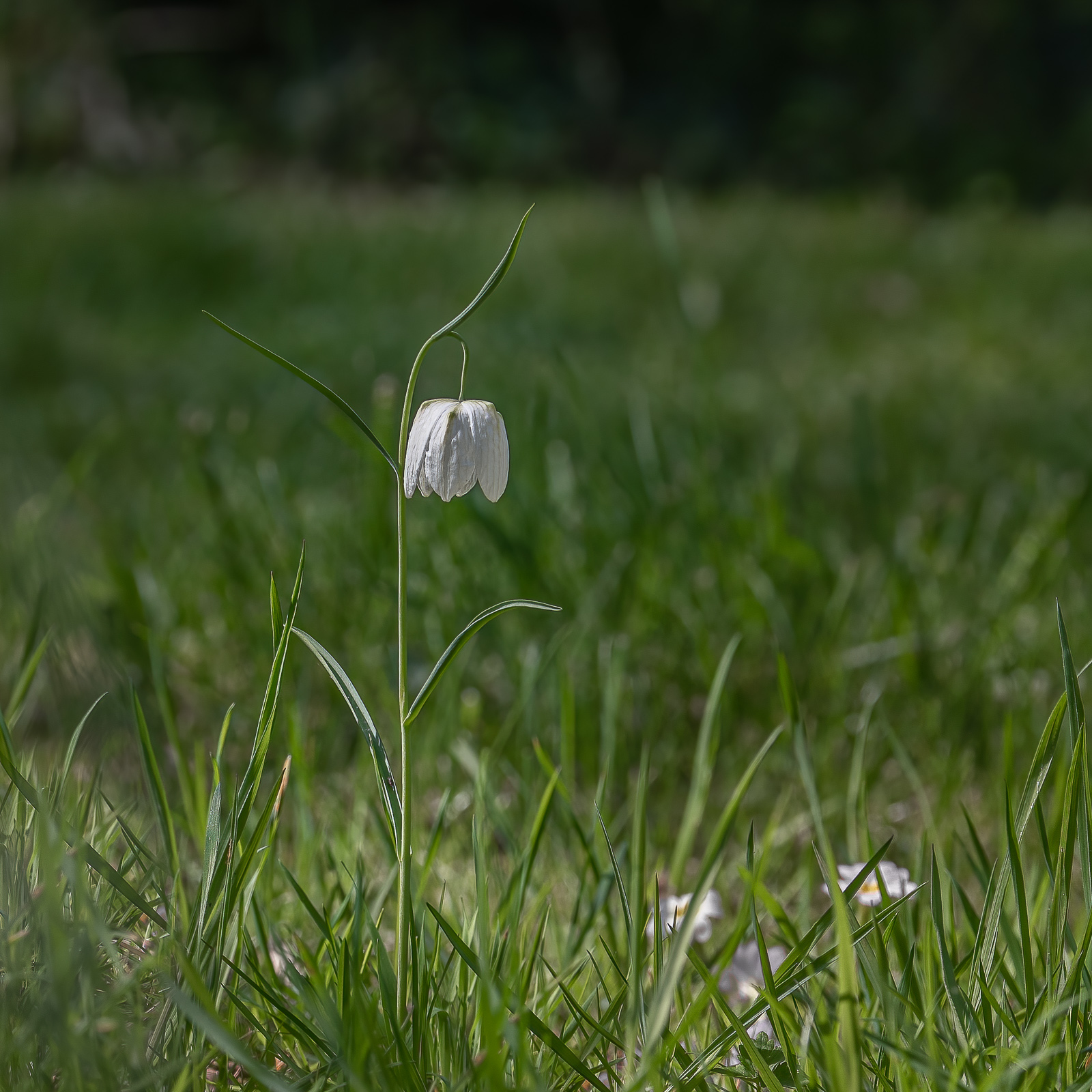 DSC_3915-Modifier.jpg