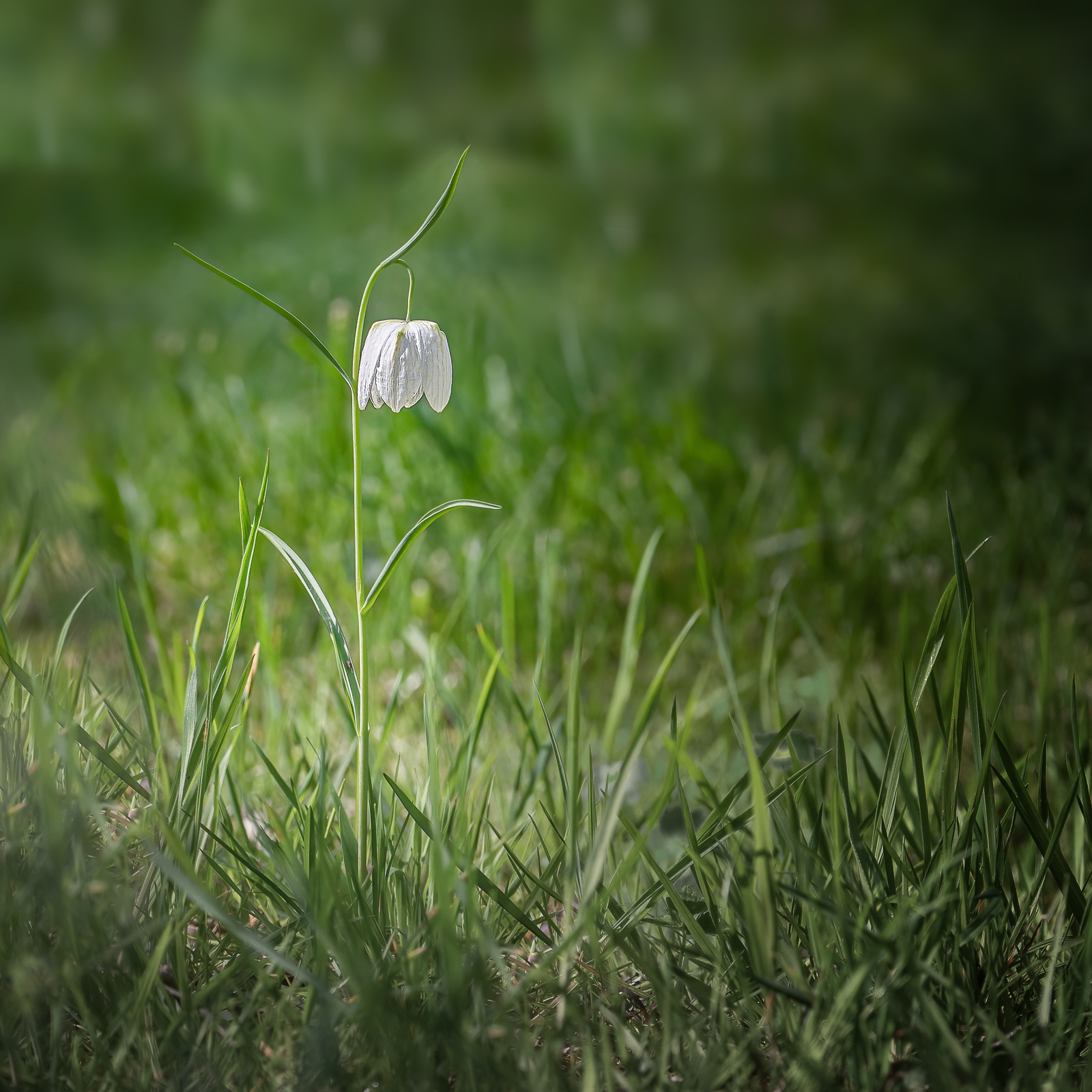 DSC_3915-Modifier-Modifier.jpg