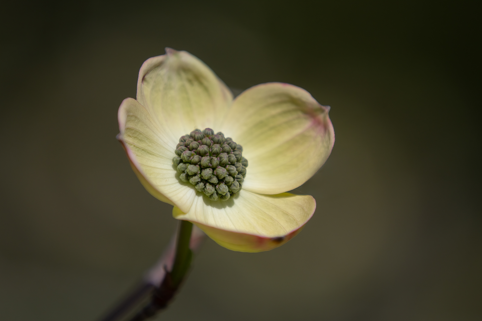 DSC_3810-Modifier-Modifier.jpg