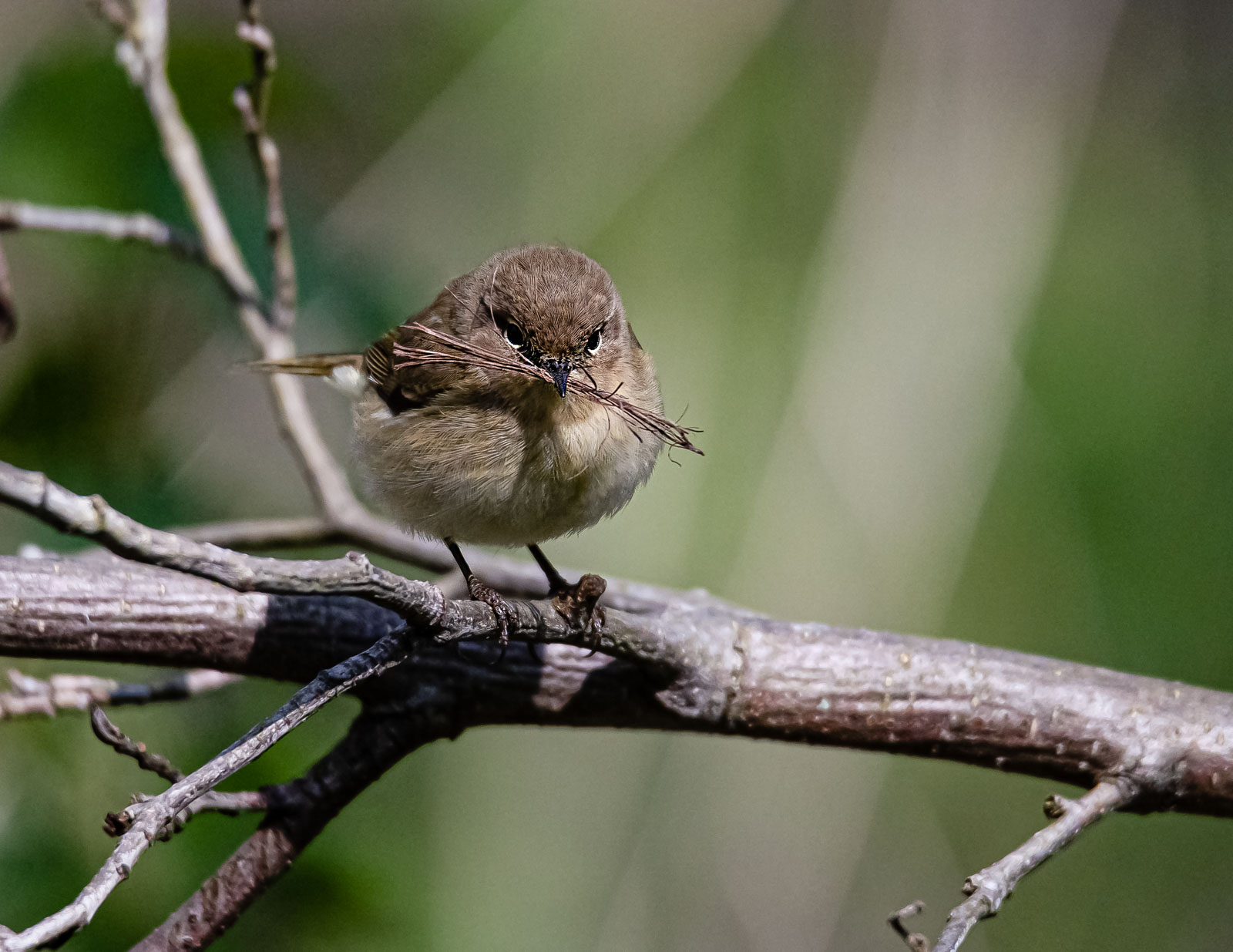 _DSC6790-Modifier-2.jpg