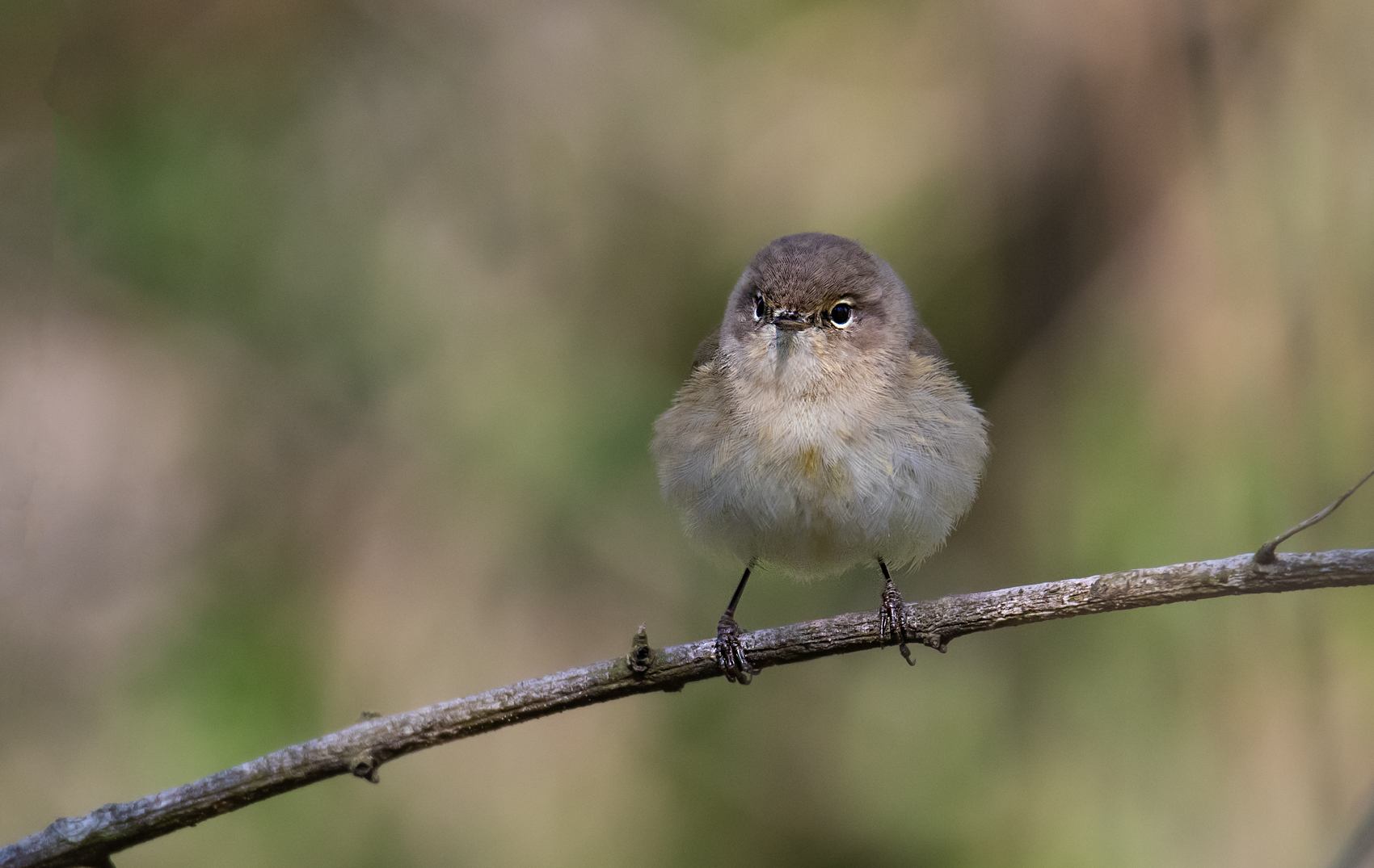 _DSC7166-Modifier-Modifier.jpg