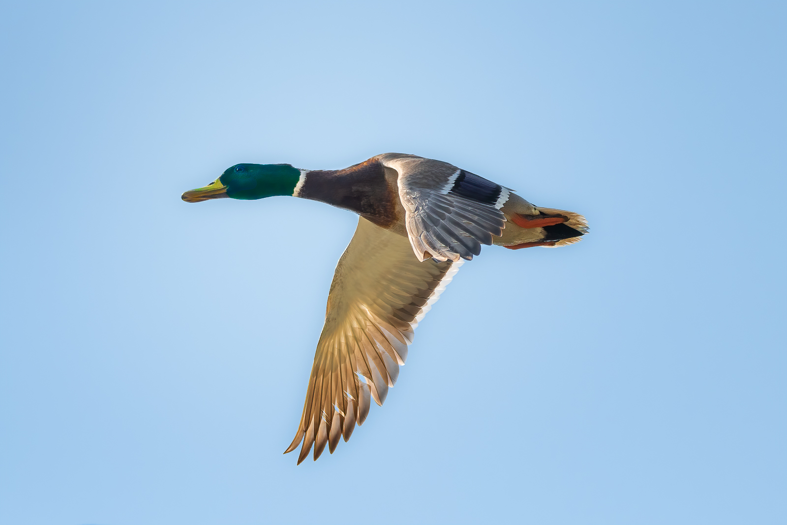DSC_4228.jpg