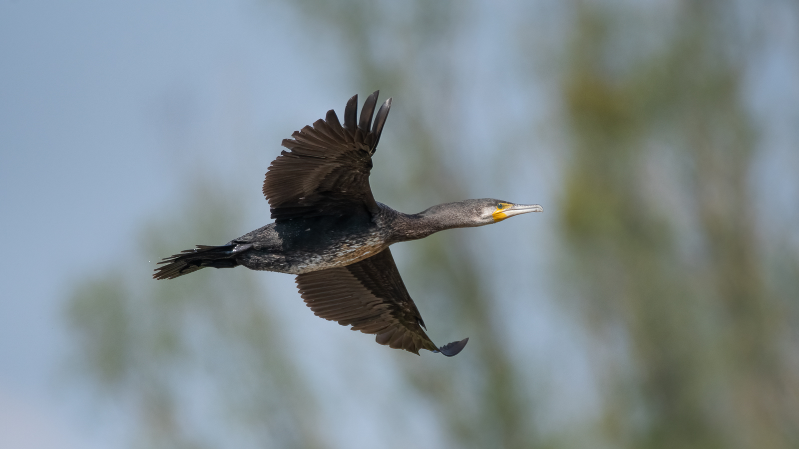 DSC_4286-Modifier.jpg