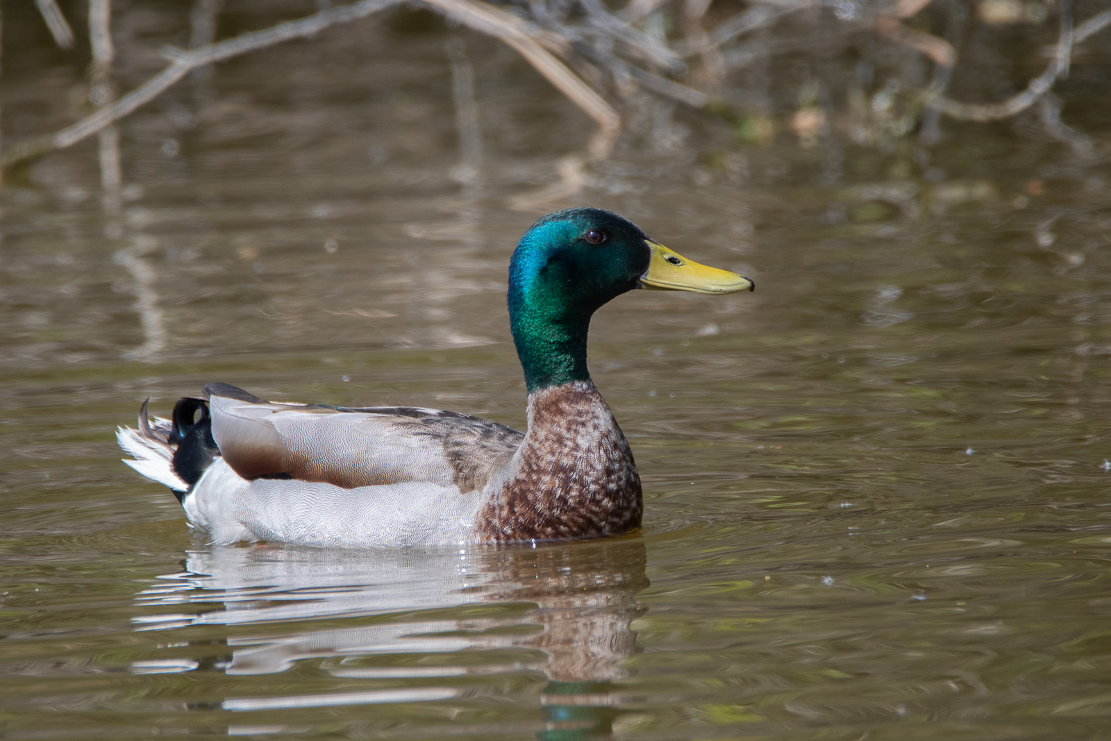 DSC_5512.jpg