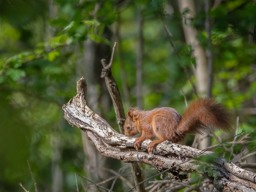 DSC_5129-Modifier-Modifier.jpg