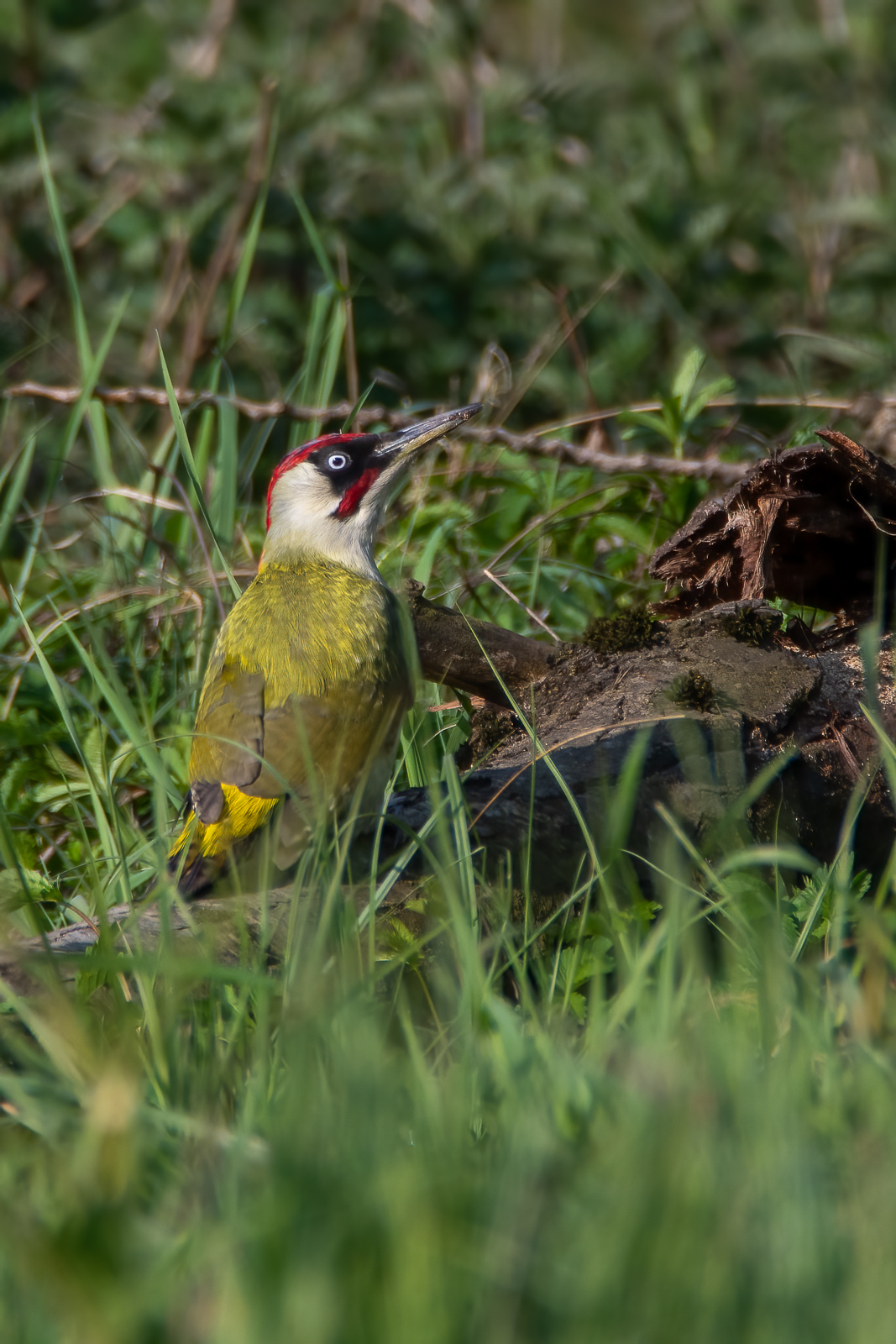 DSC_5881-Modifier.jpg