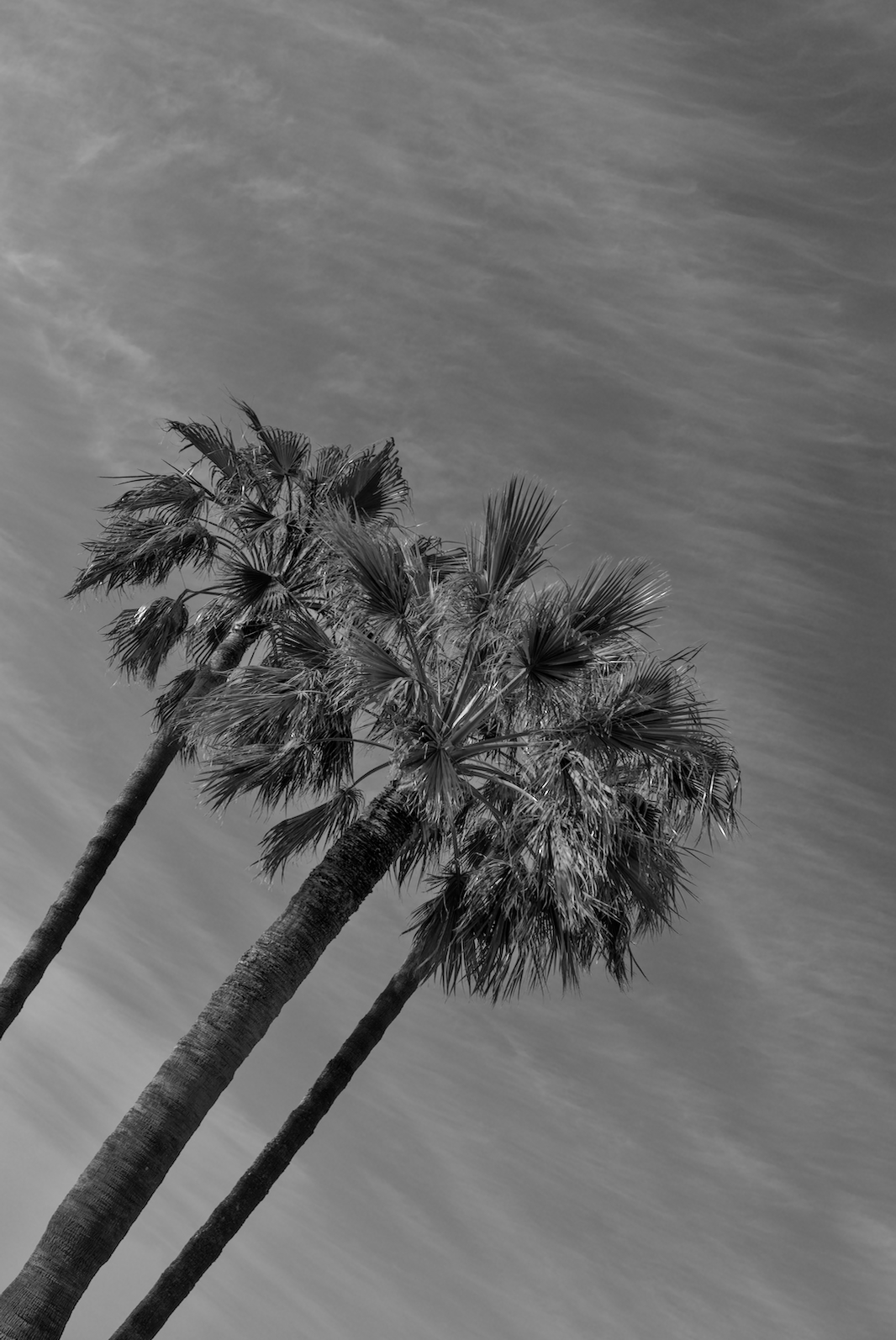 La californie.jpg