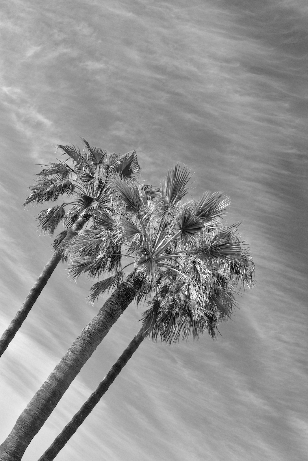 La Californie 3.jpg