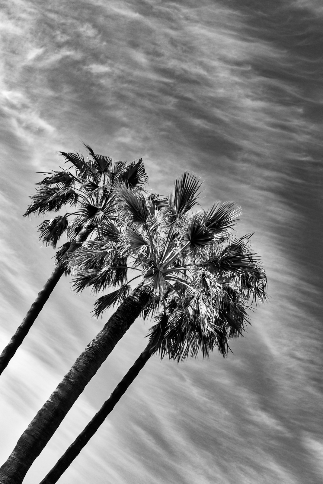 La californie-3.jpg