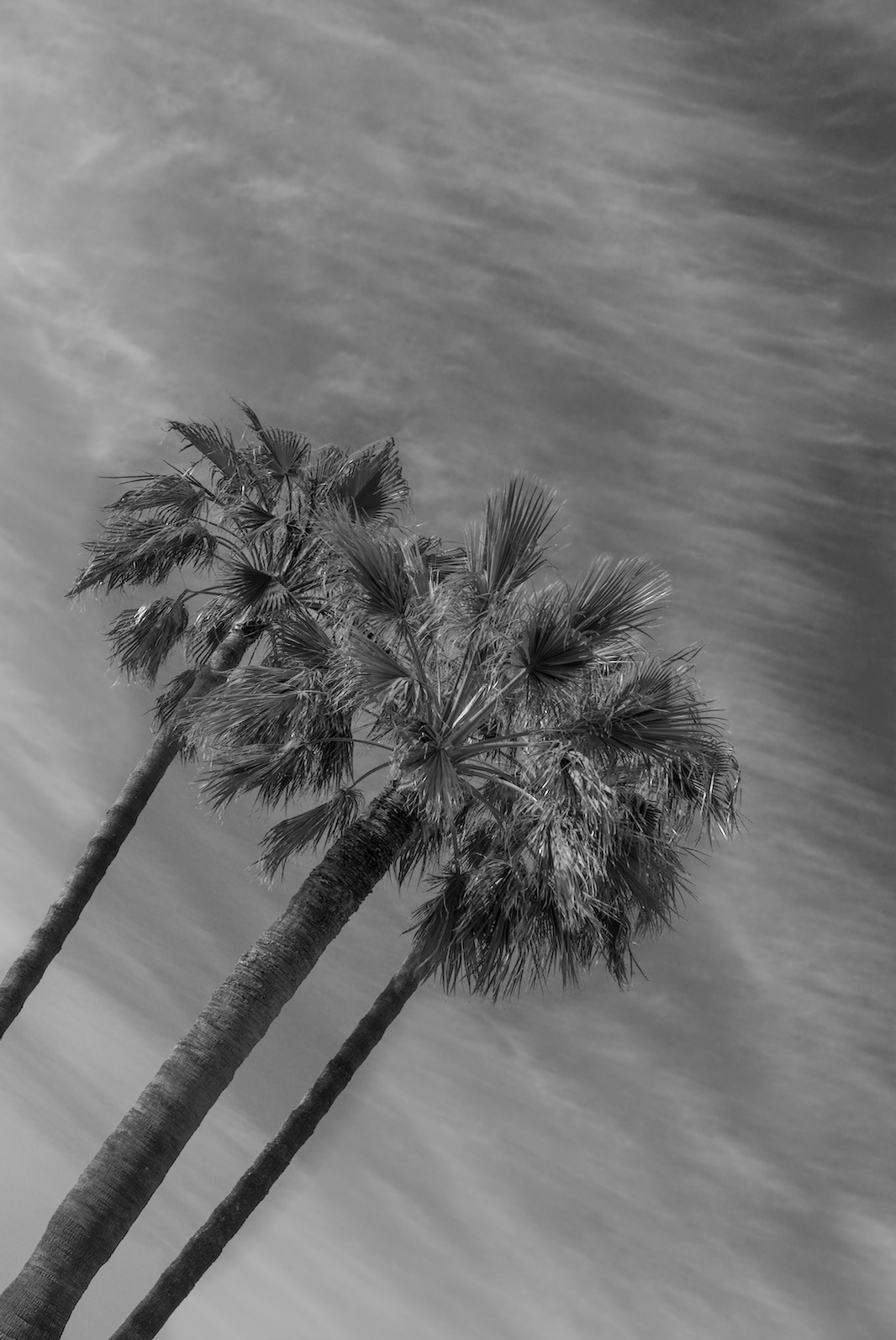 La Californie 7.jpg