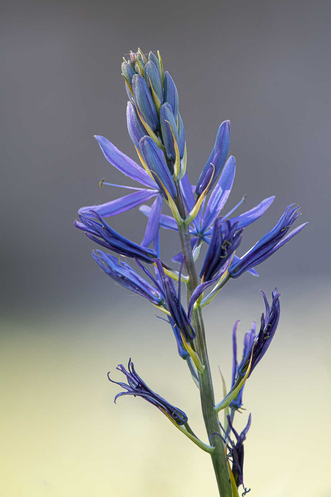 DSC_7329-Modifier-Modifier.jpg