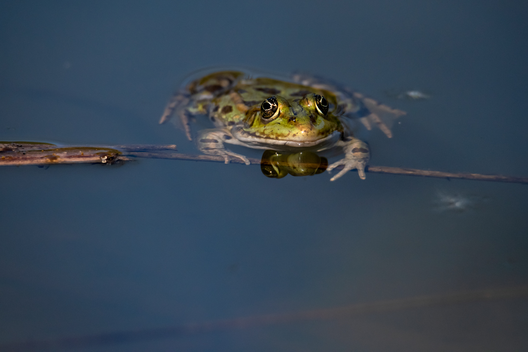 _DSC7431.jpg