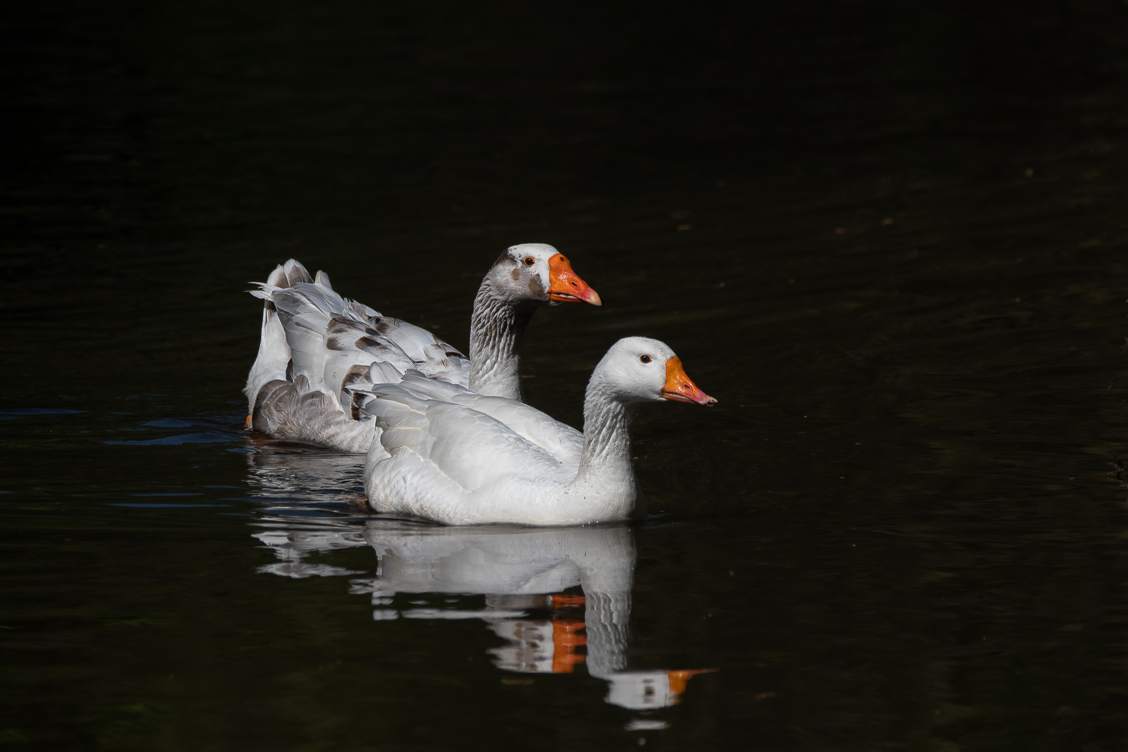 DSC_7591-Modifier-Modifier.jpg