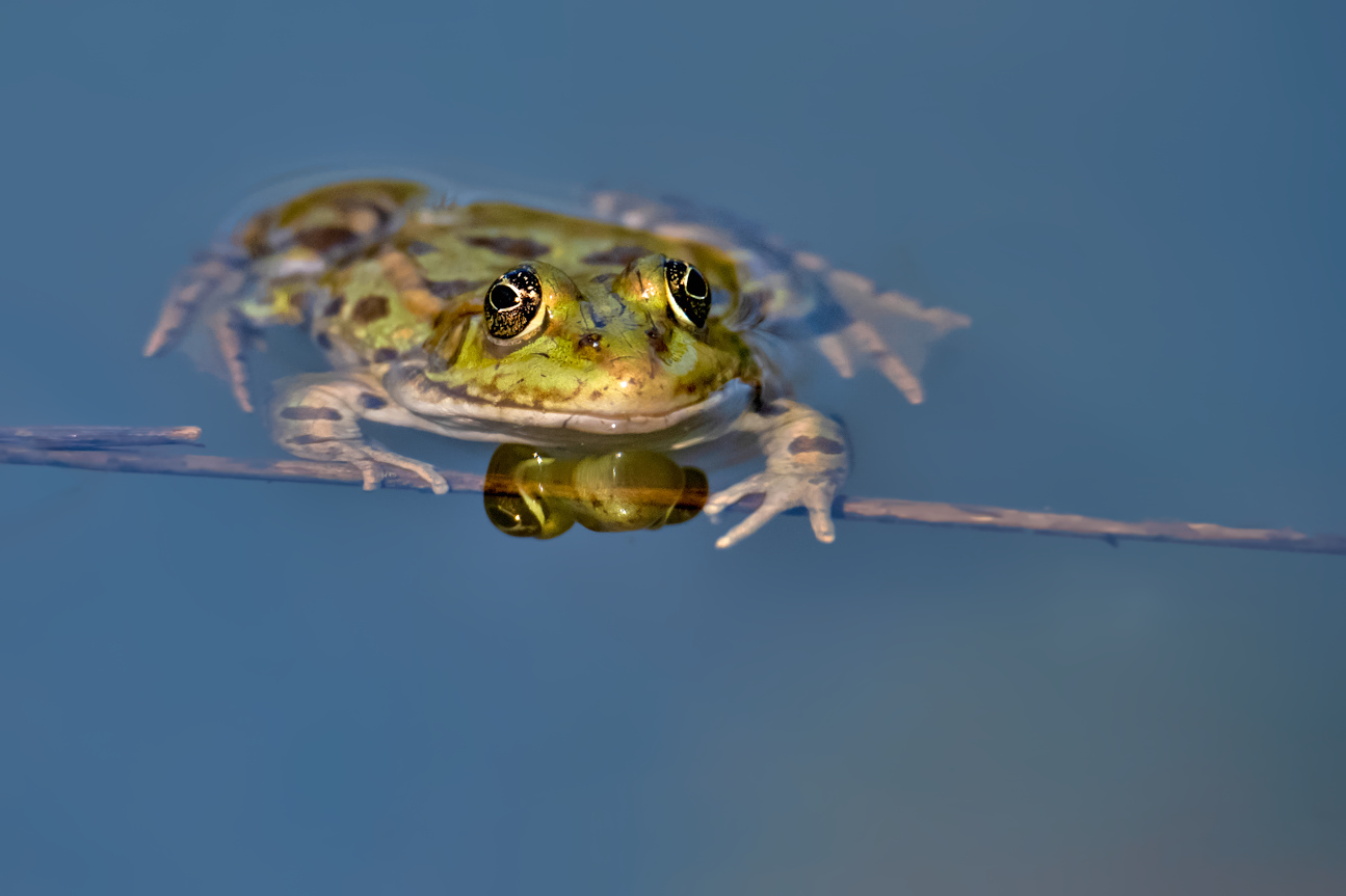 _DSC7431.jpg