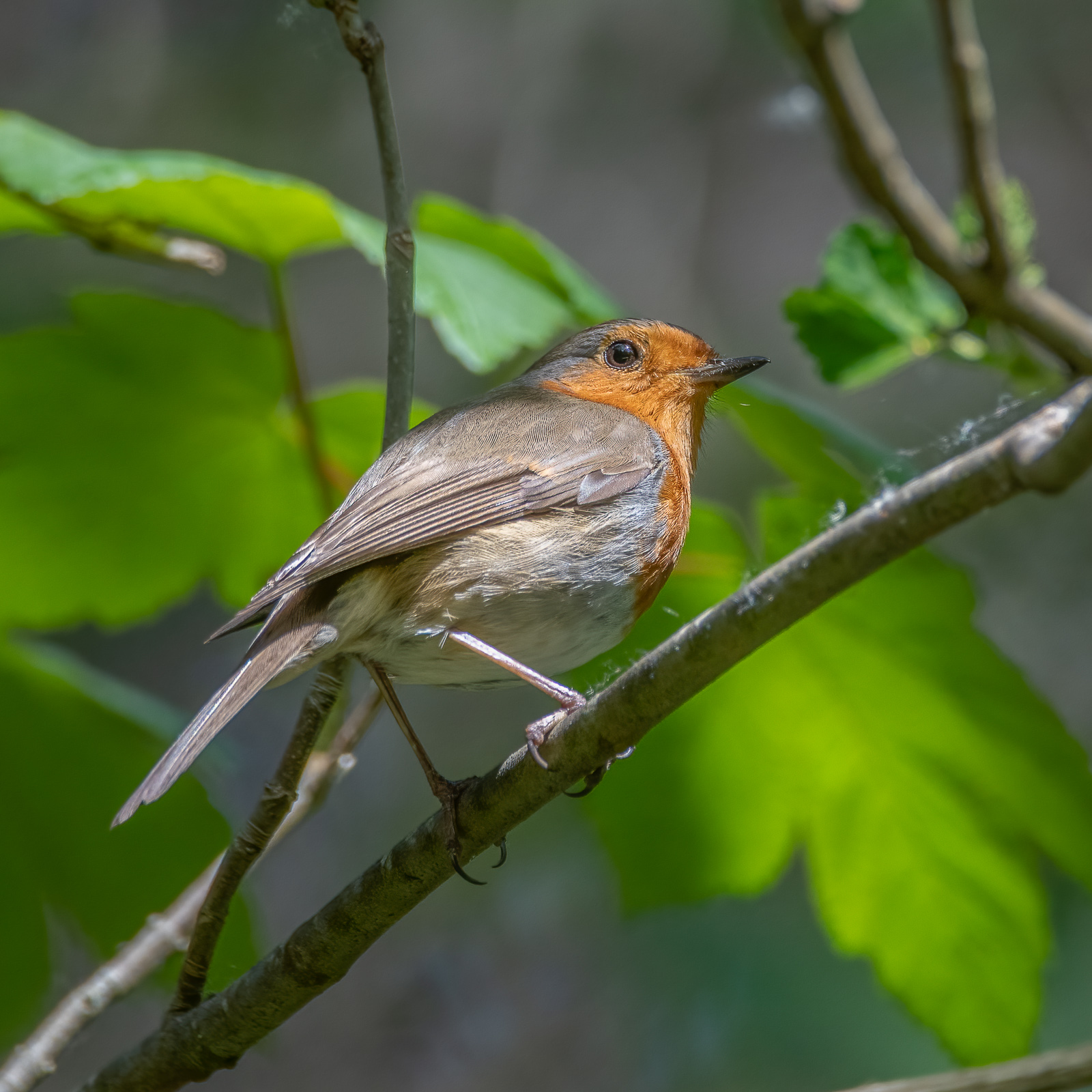DSC_7721-Modifier.jpg