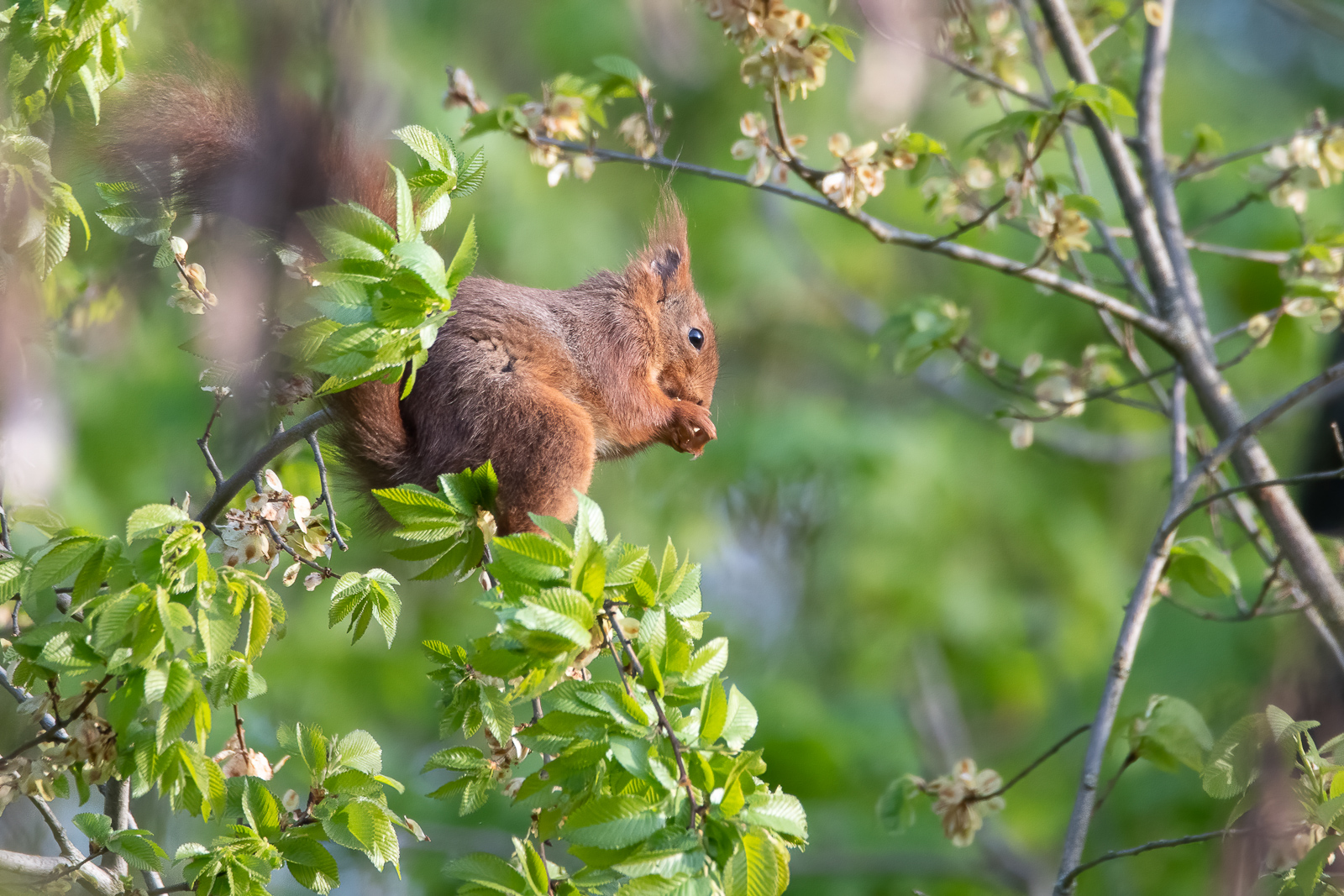 DSC_7425-Modifier.jpg