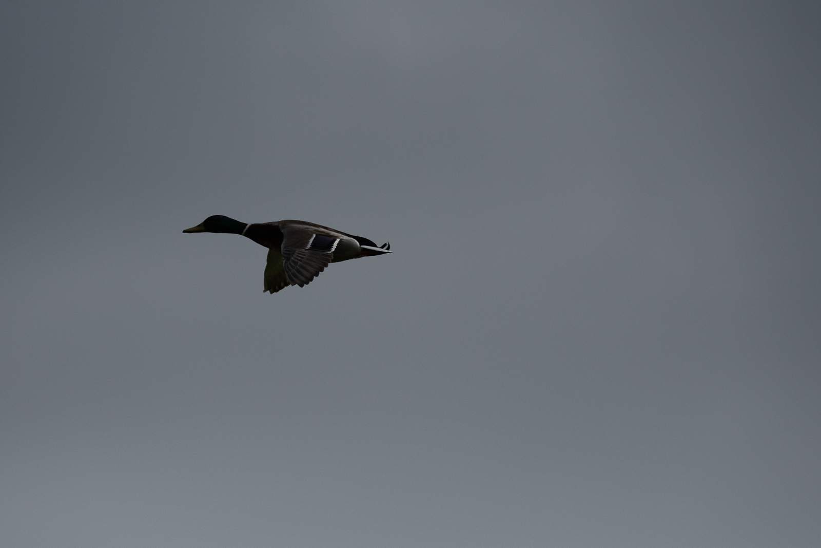 DSC_8614.jpg