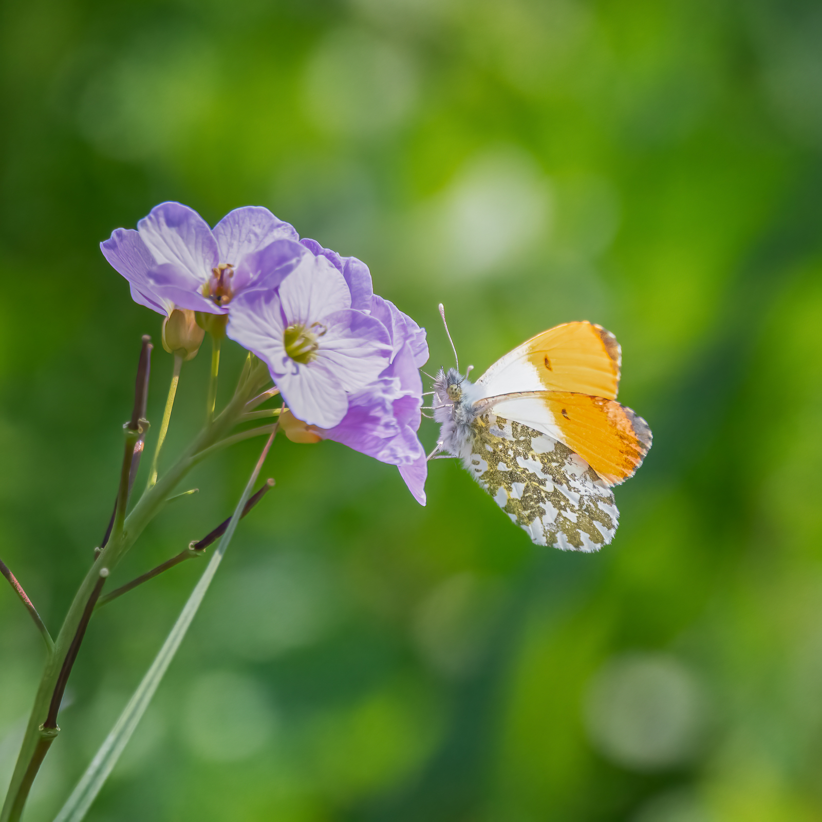 DSC_4751-Modifier-Modifier-Modifier-2.jpg