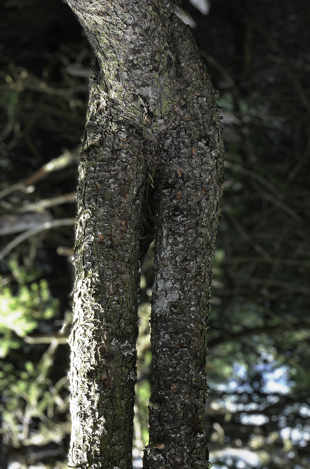 P1010712-Modifier.jpg