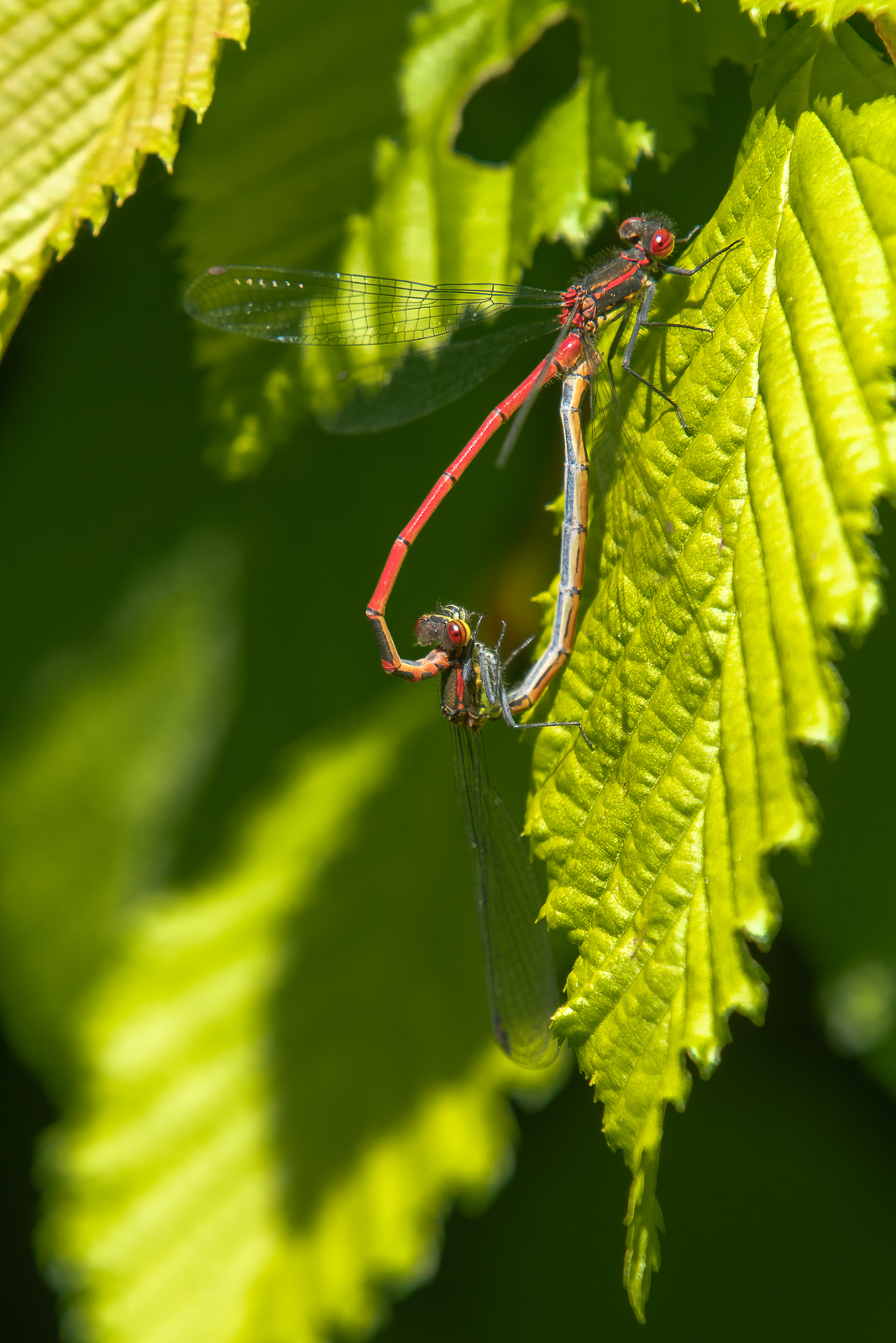 DSC_8940-Modifier-2.jpg
