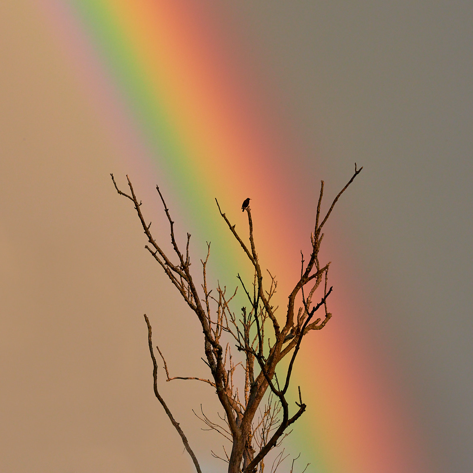 21529_D755842_Arcenciel.jpg