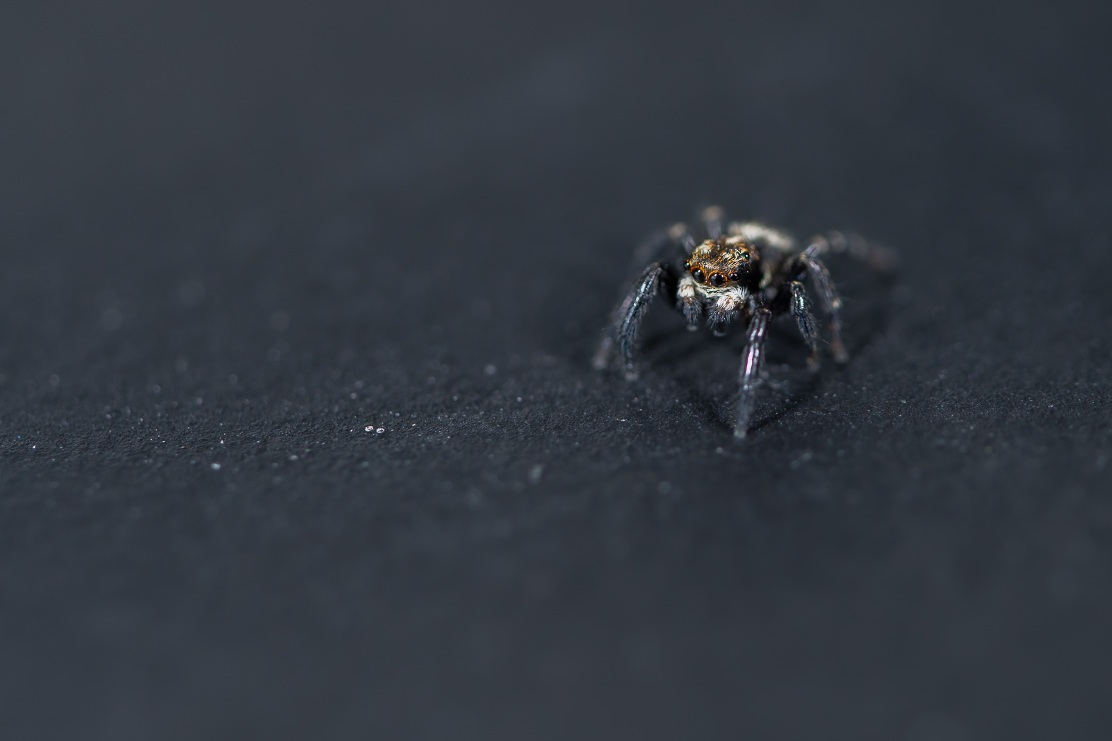 DSC_9100-Modifier.jpg