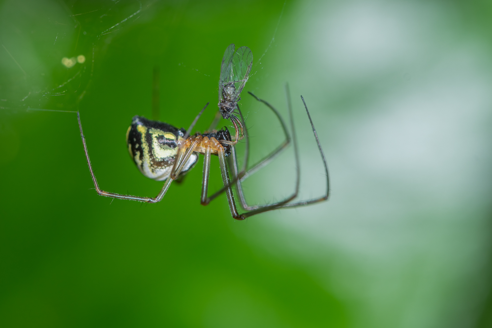 DSC_9124-Modifier.jpg