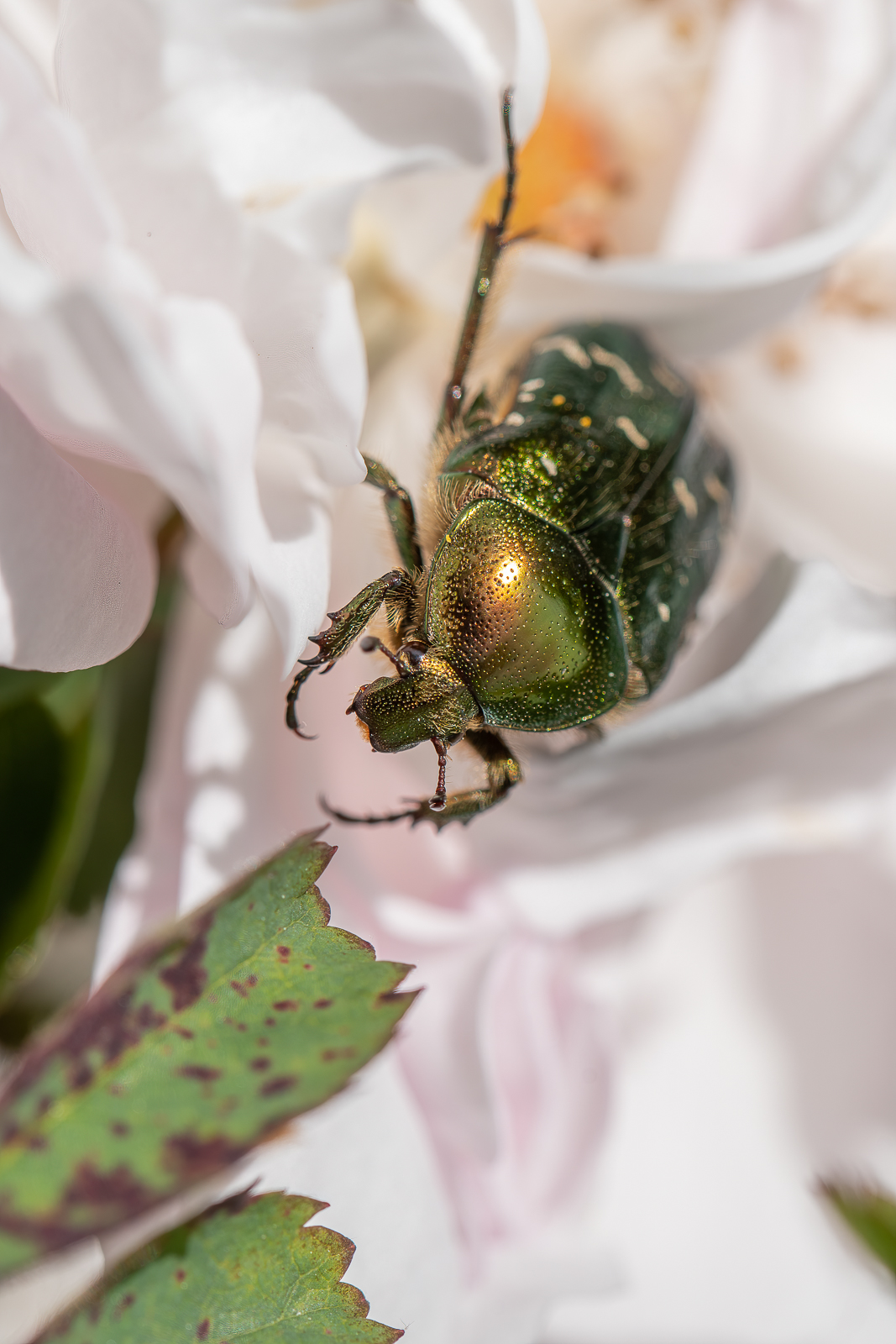 DSC_9068-Modifier.jpg