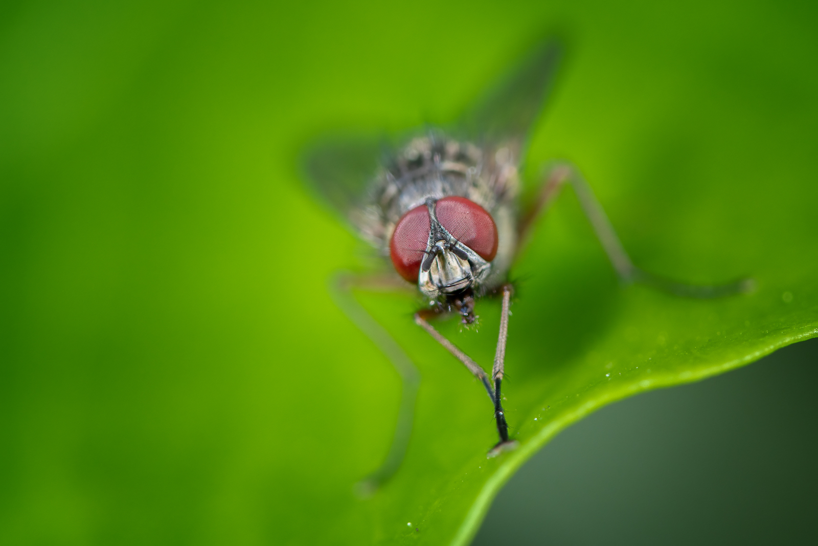 DSC_9227-Modifier-Modifier.jpg