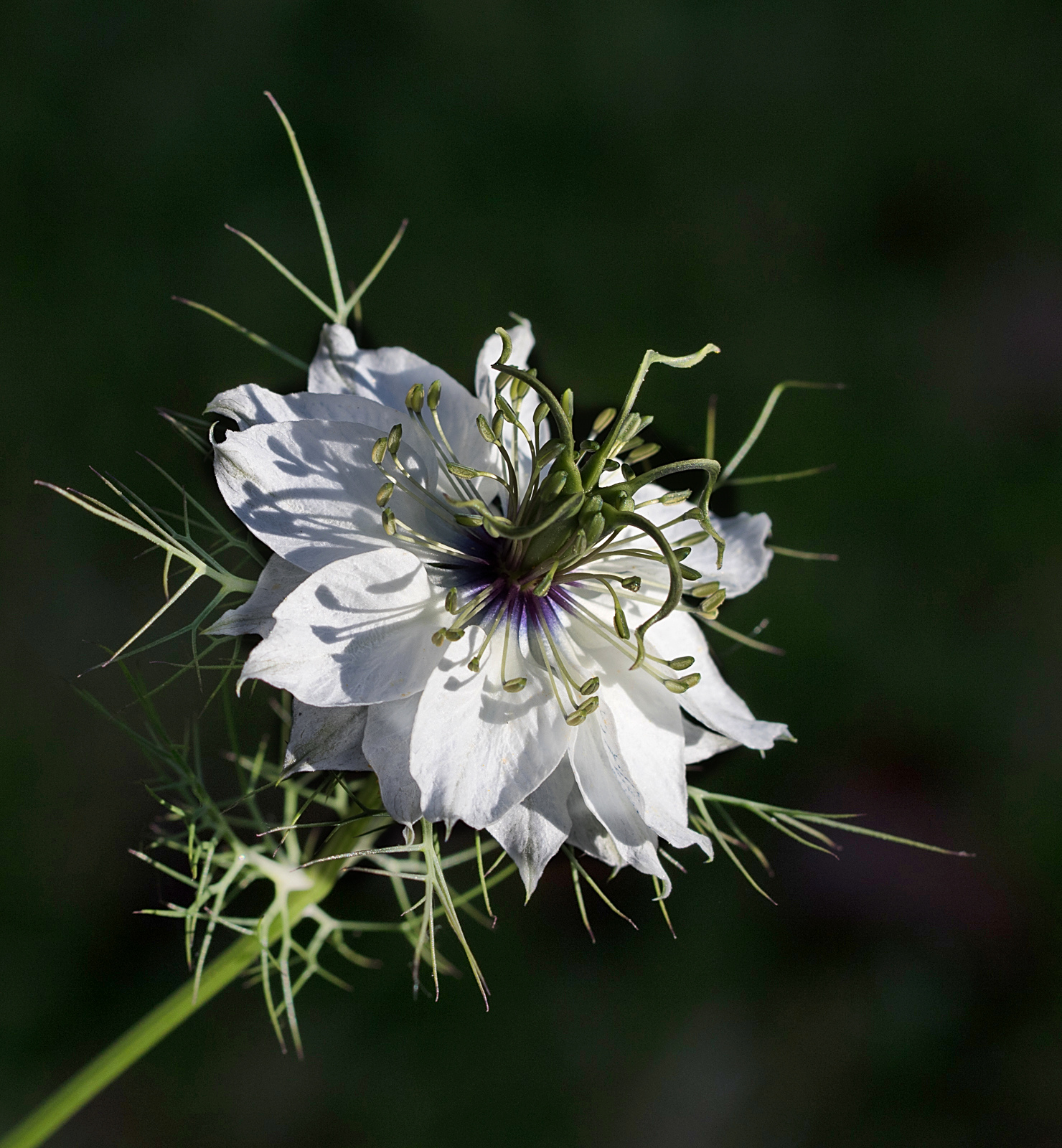 Photo Clo - Nigelle de Damas Blanche - 6 juin 2021-Rev.jpg