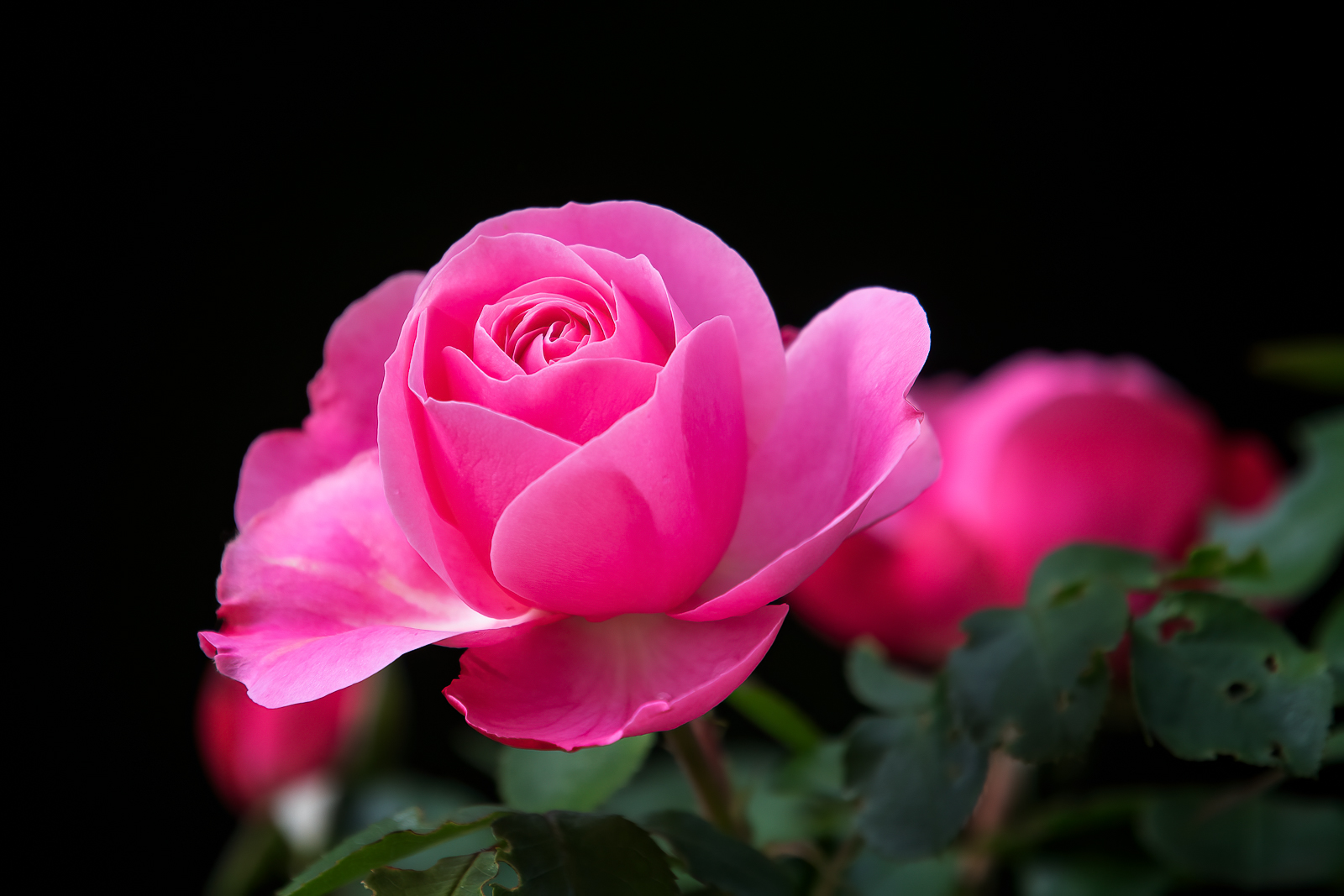 DSC_9491-Modifier-Modifier.jpg