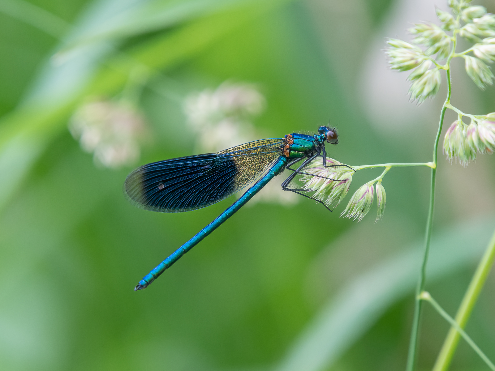 DSC_9667-Modifier.jpg