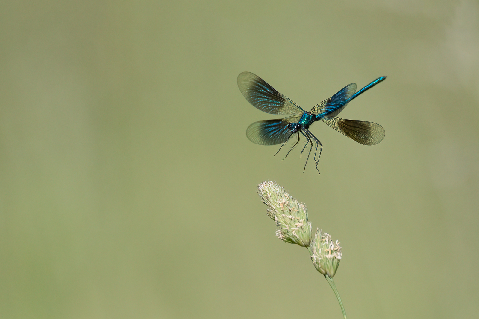 DSC_0480-Modifier-Modifier.jpg