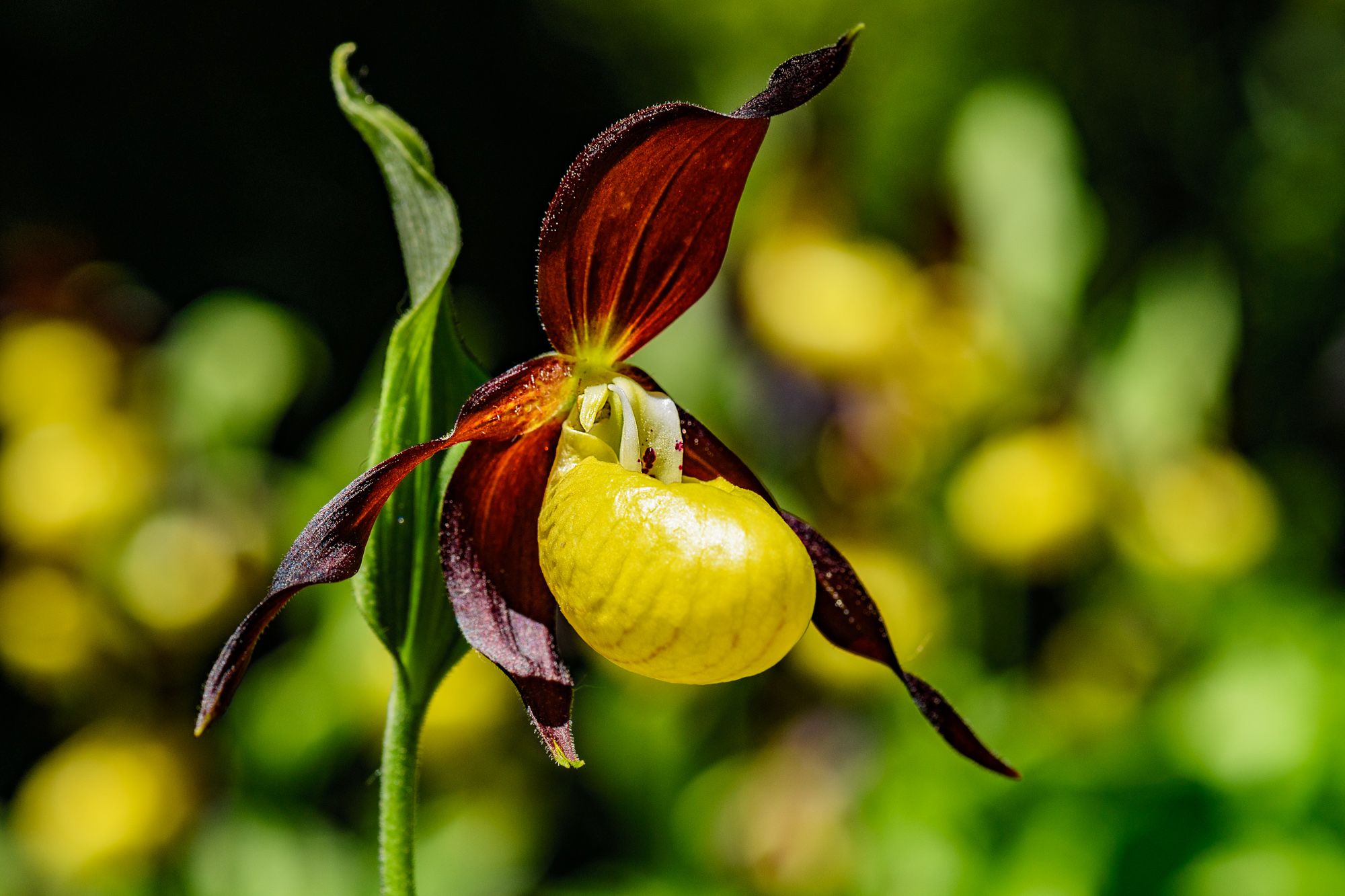 DSC_0081-Modifier.jpg