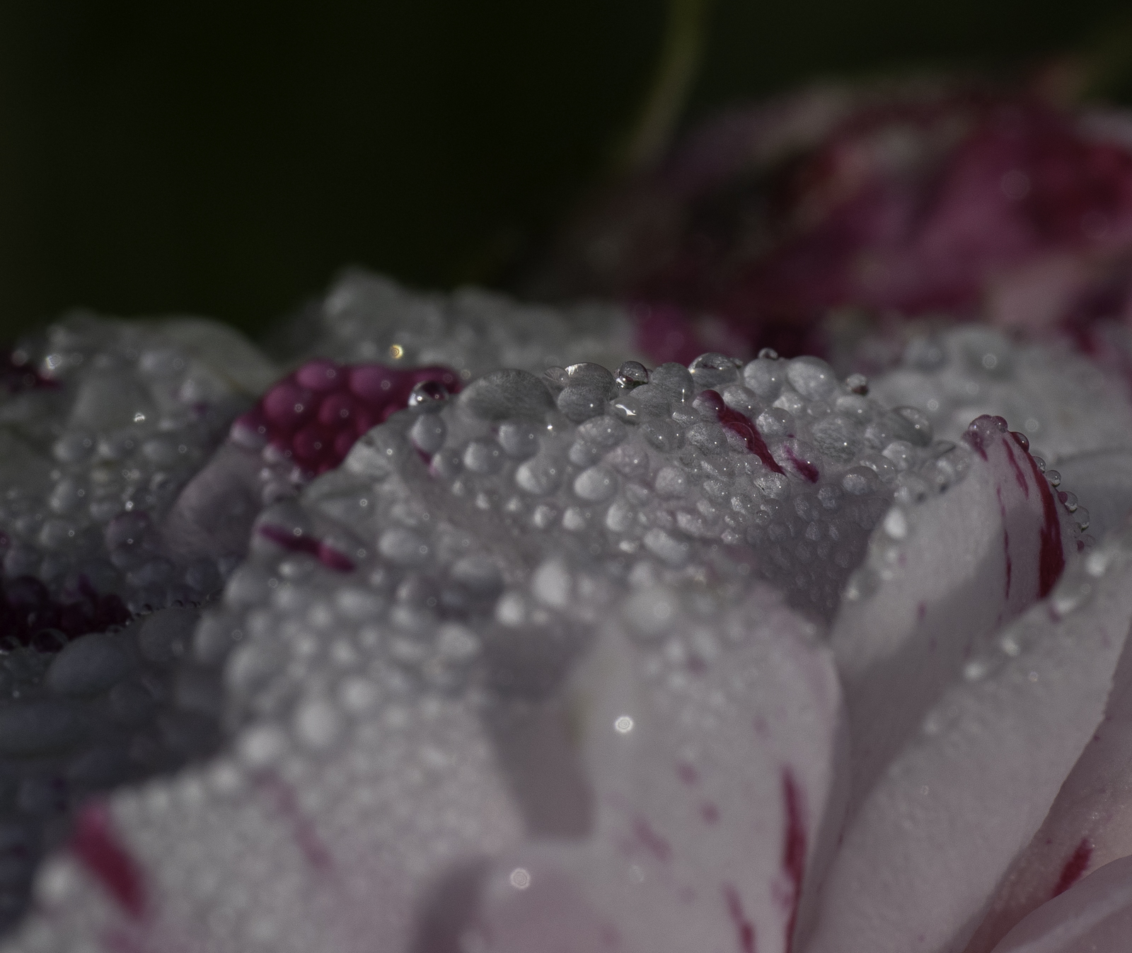 _1060679.jpg