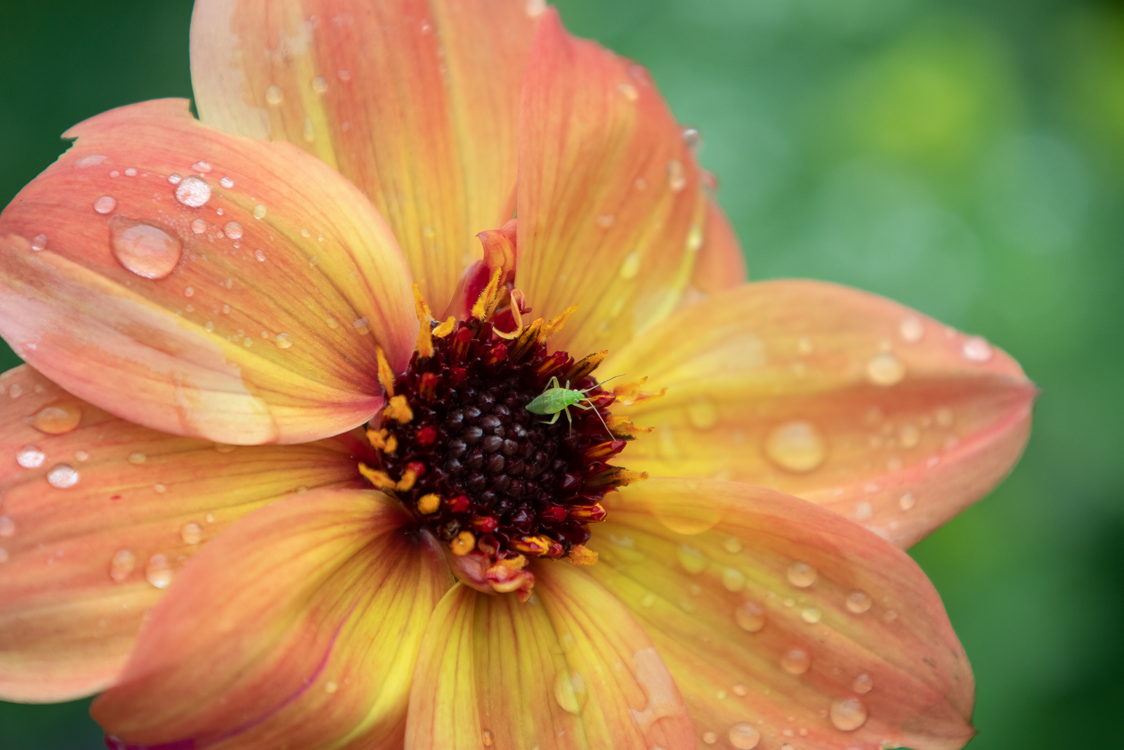 DSC_0226-Modifier.jpg
