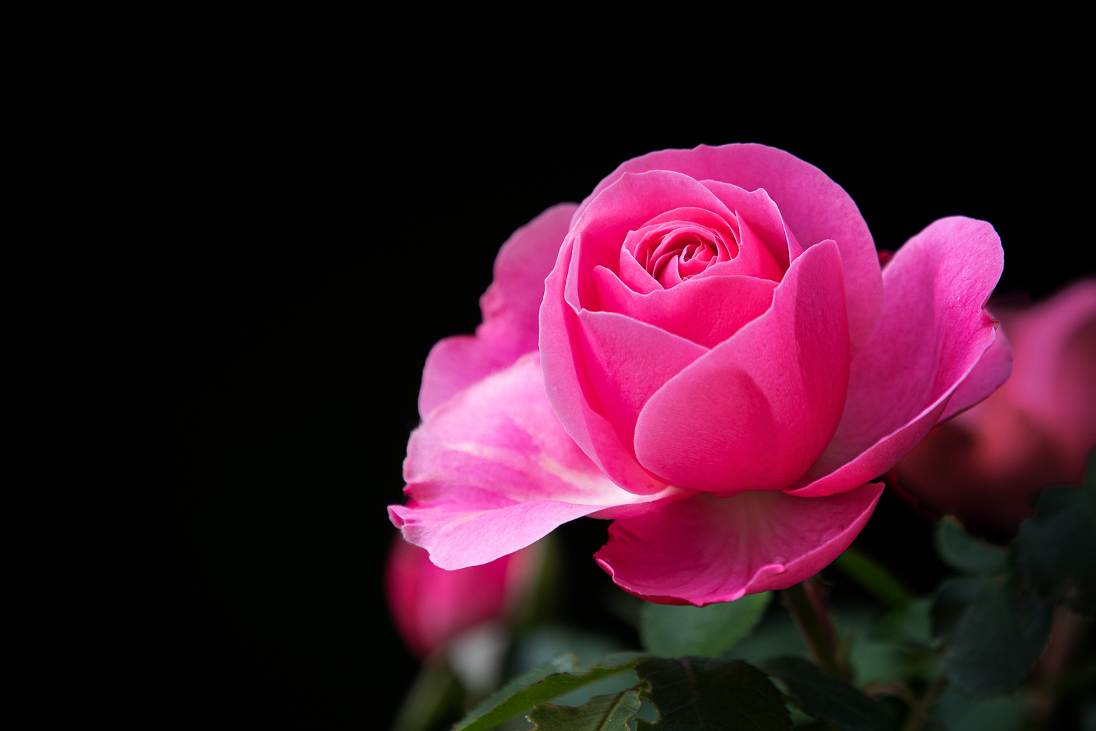 DSC_9491-Modifier.jpg