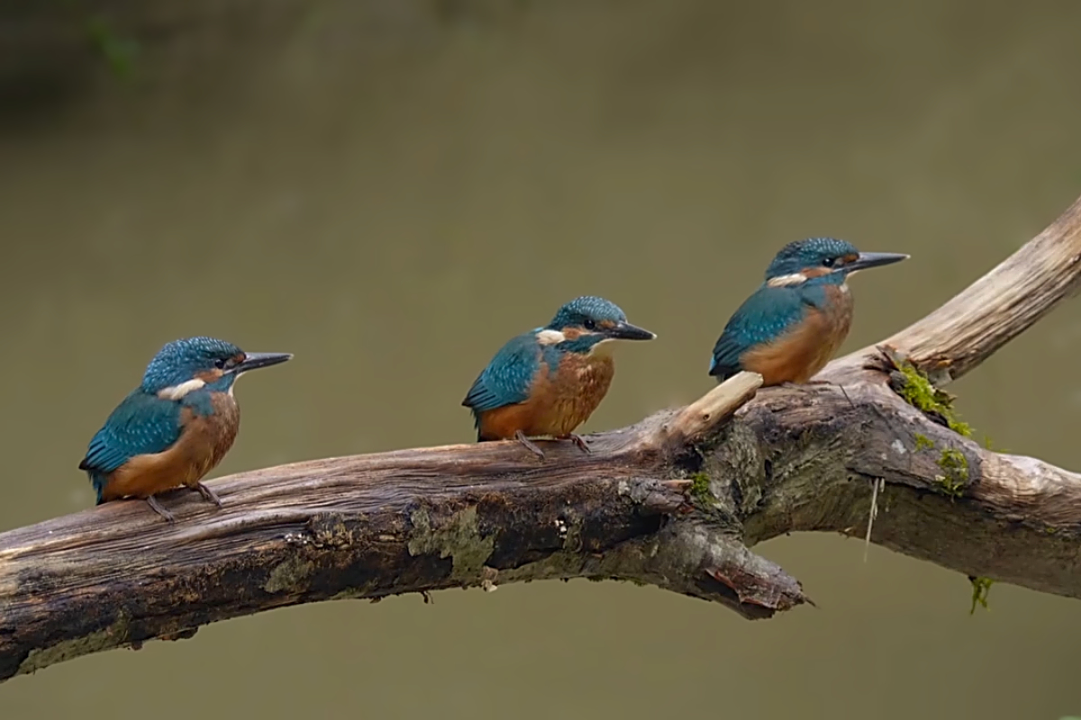 Trois martins.jpg